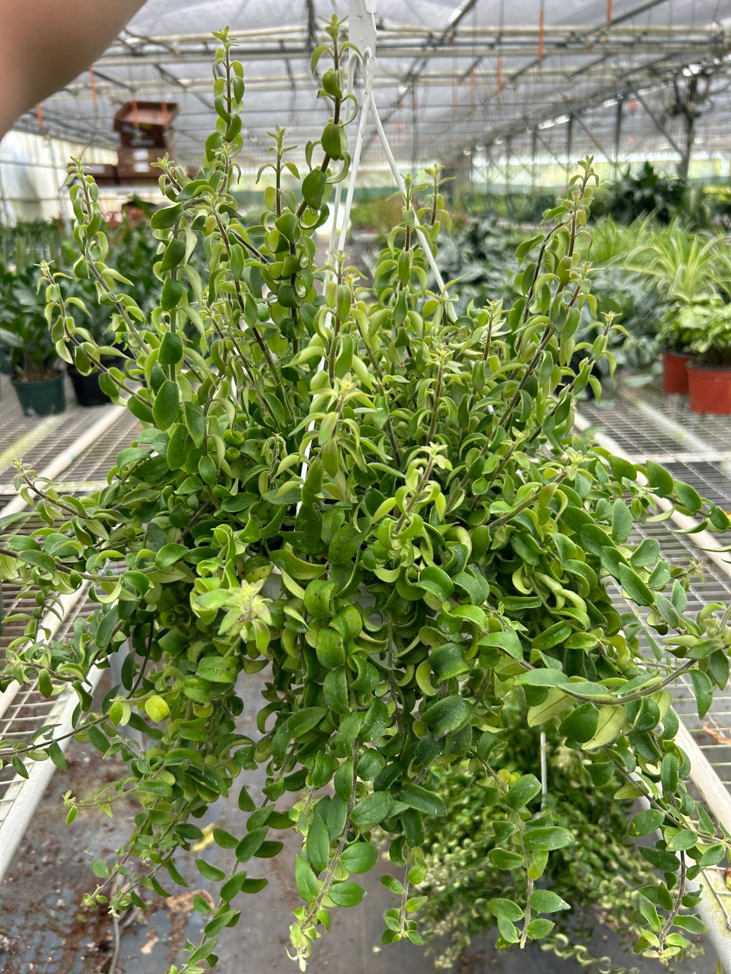 Curly Lipstick Plant potted plant