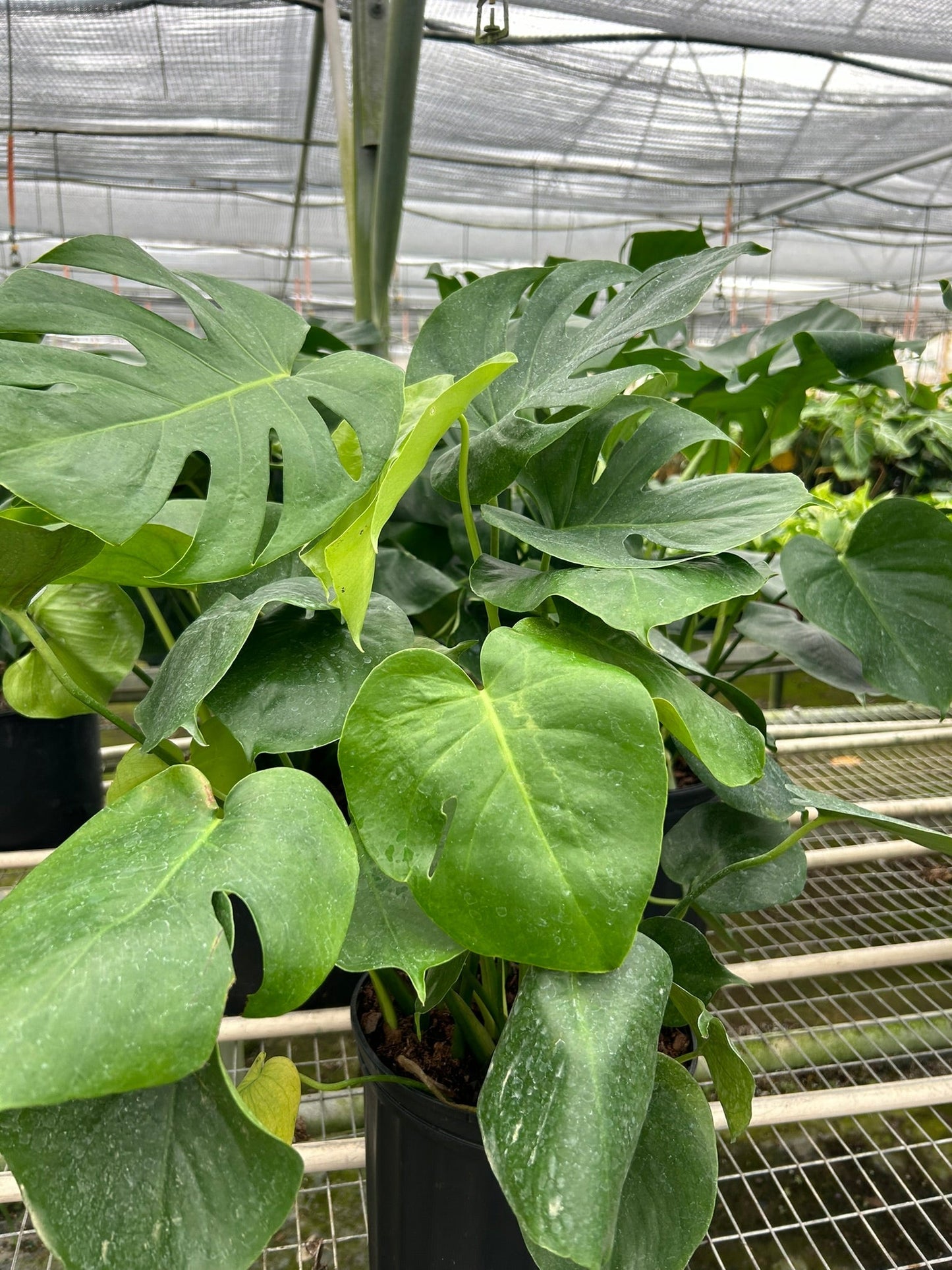 Monstera 'Split-Leaf' potted plant
