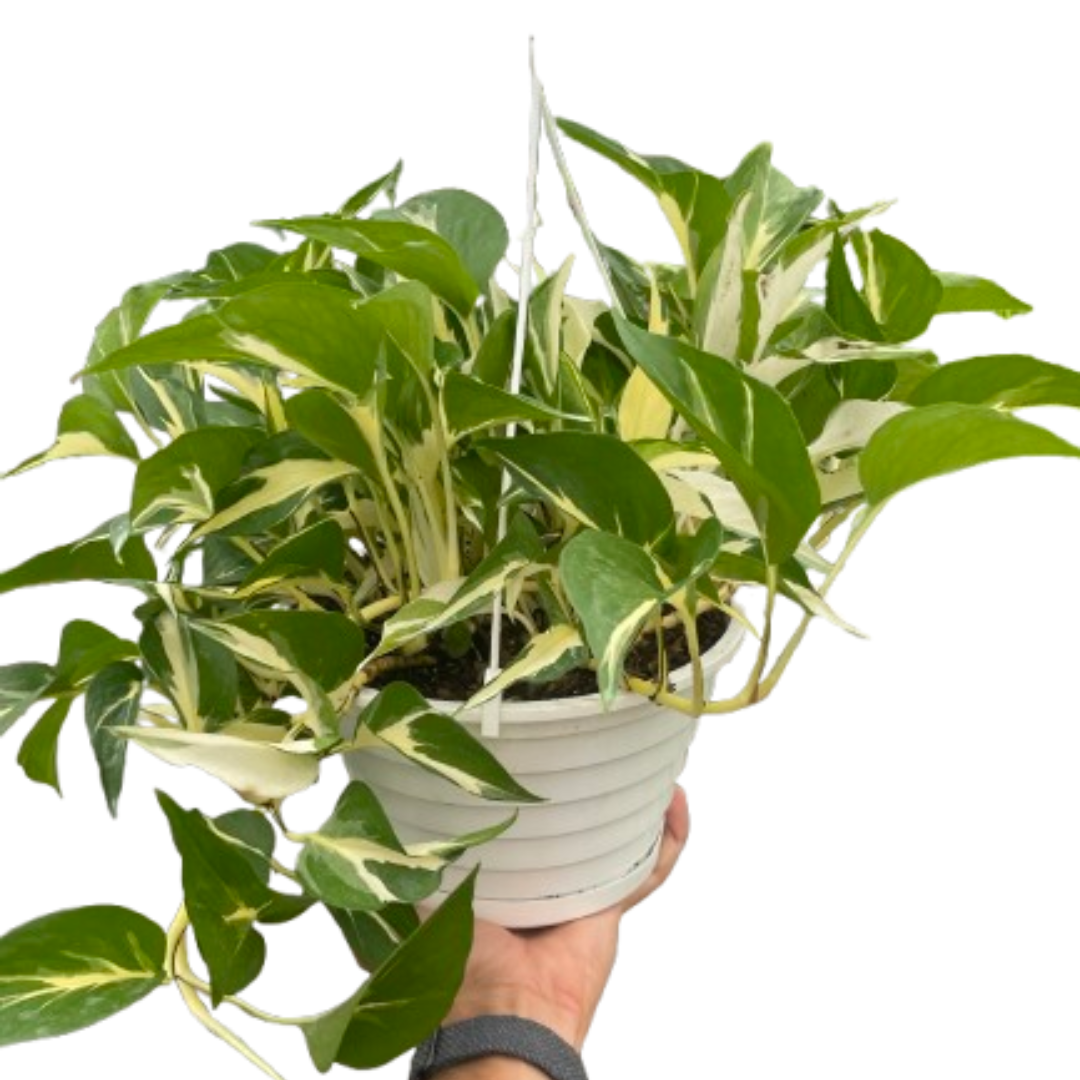 Monstera Mutant Manjula 4" potted plant