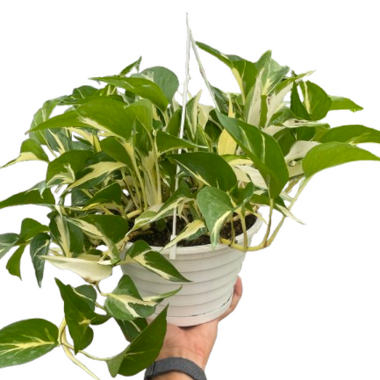Monstera Mutant Manjula 4" potted plant