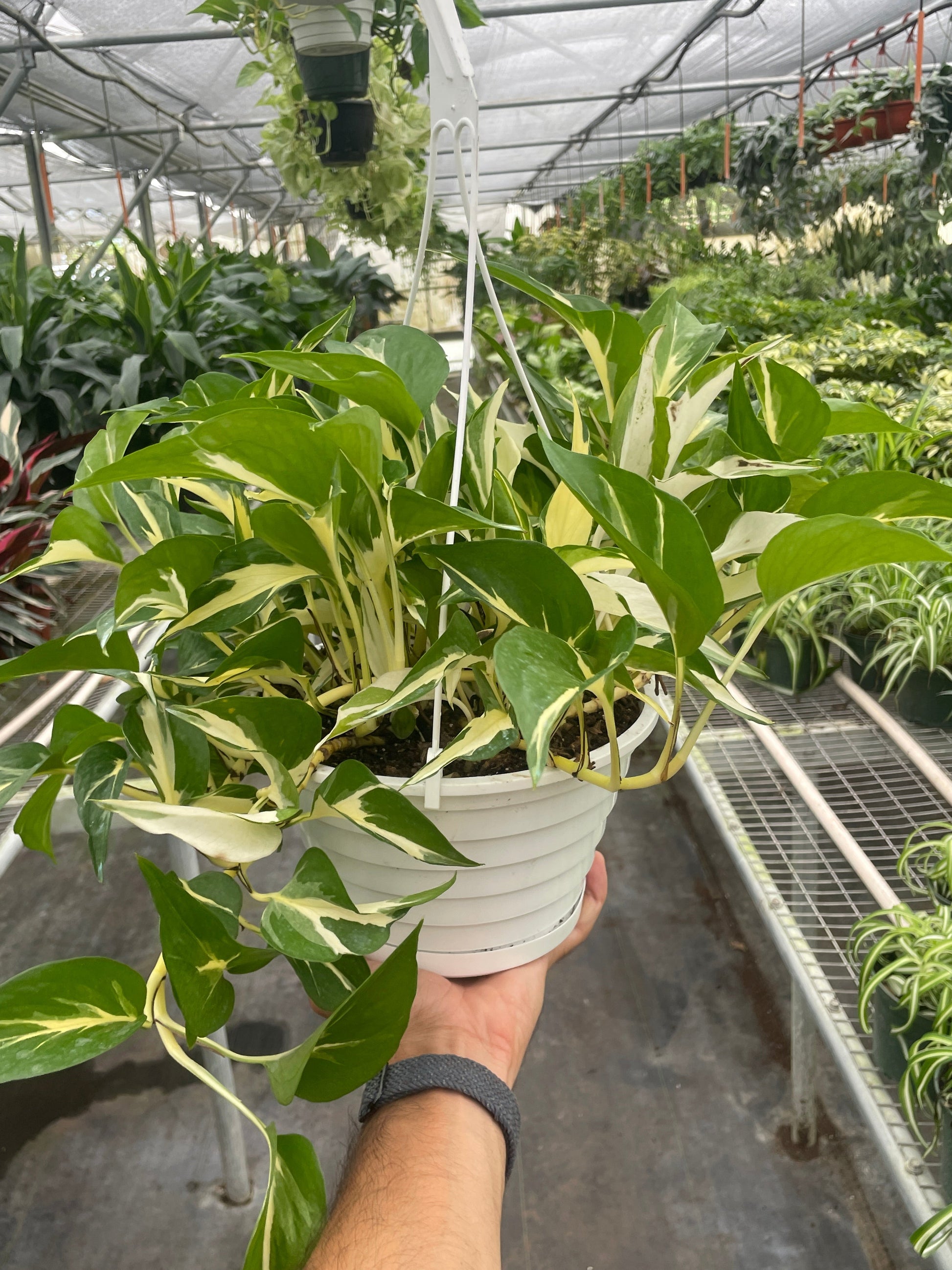 Pothos 'Mutant Manjula' potted plant