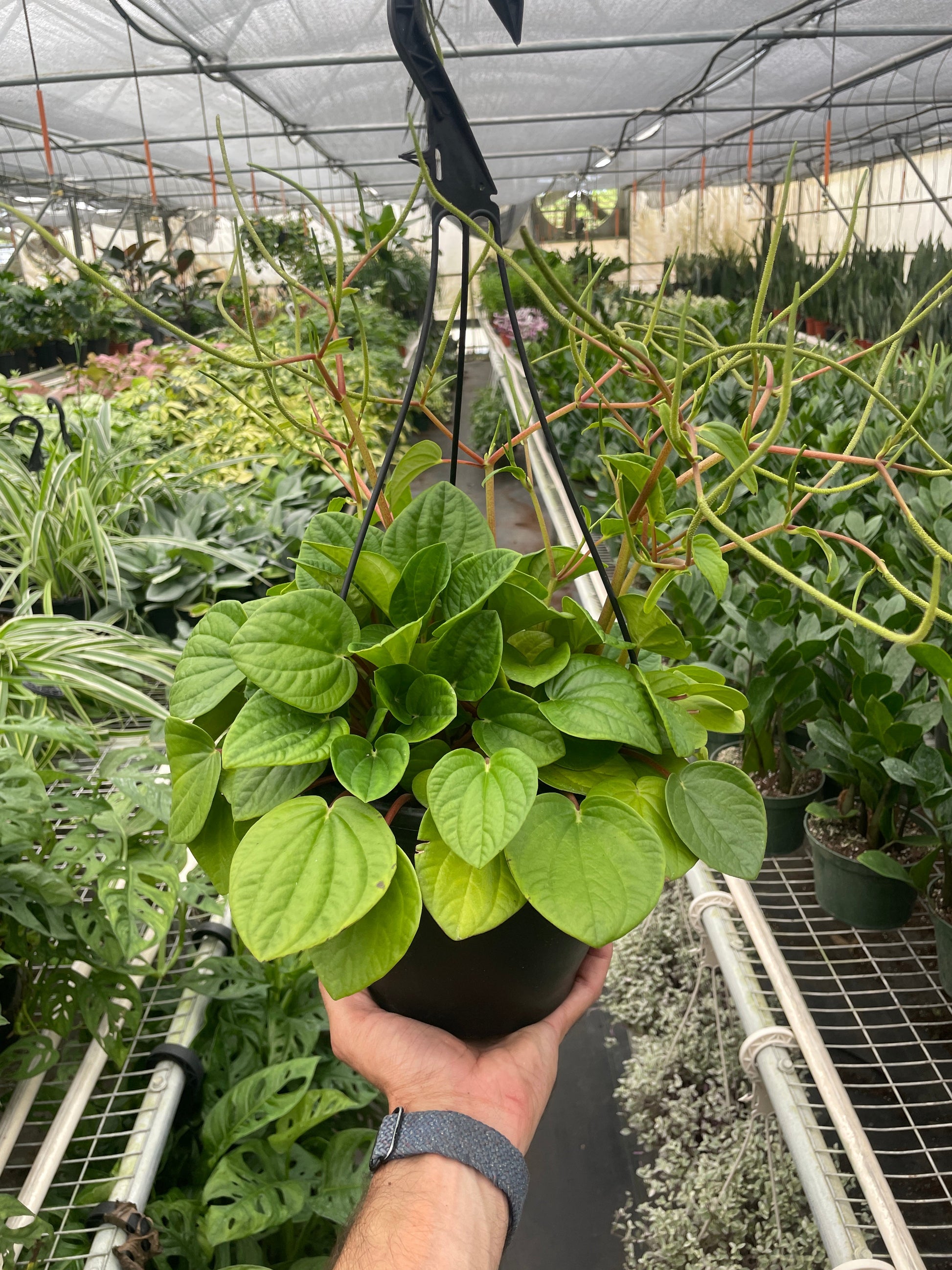 Peperomia 'Rana Verde' potted plant