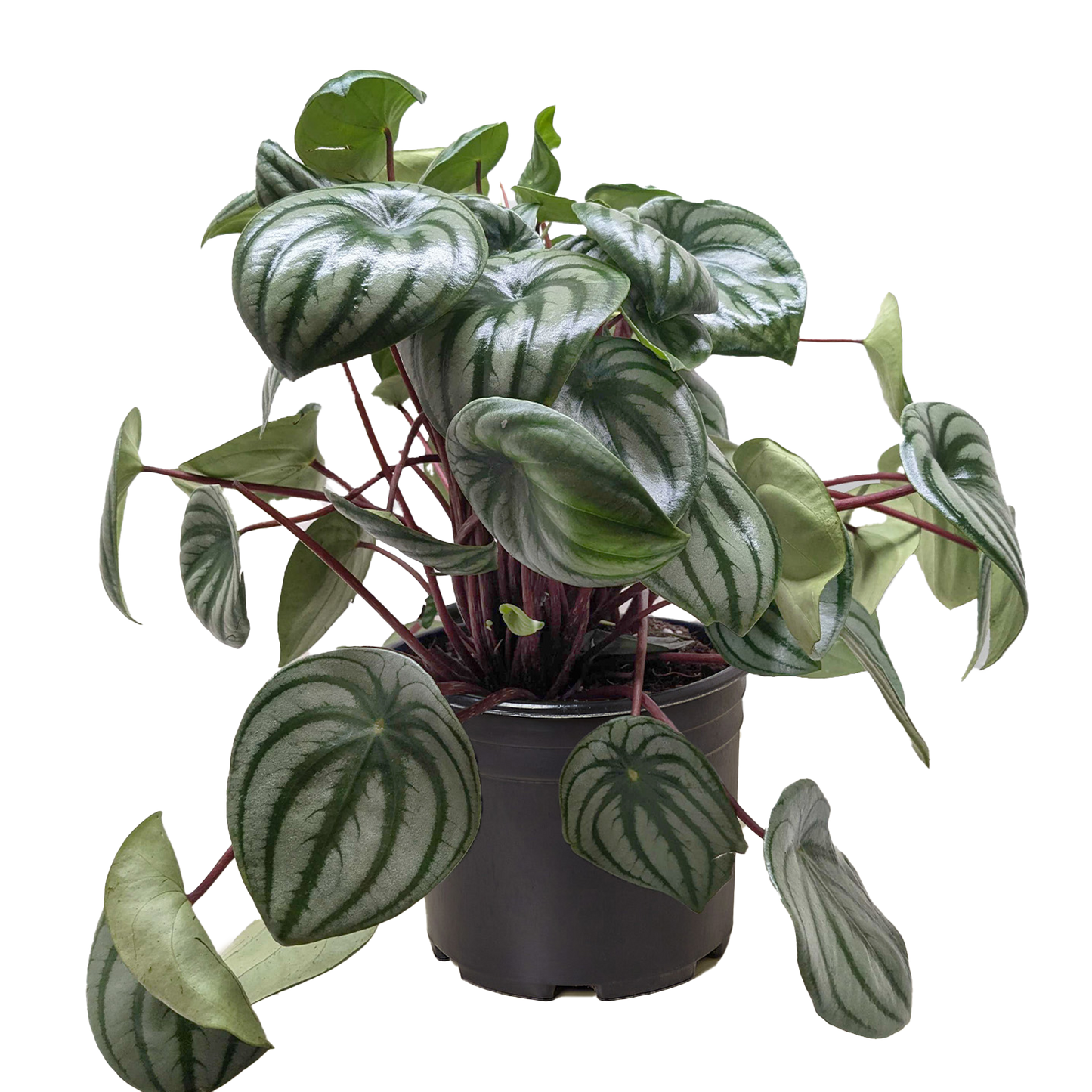 Peperomia Watermelon 4" potted plant