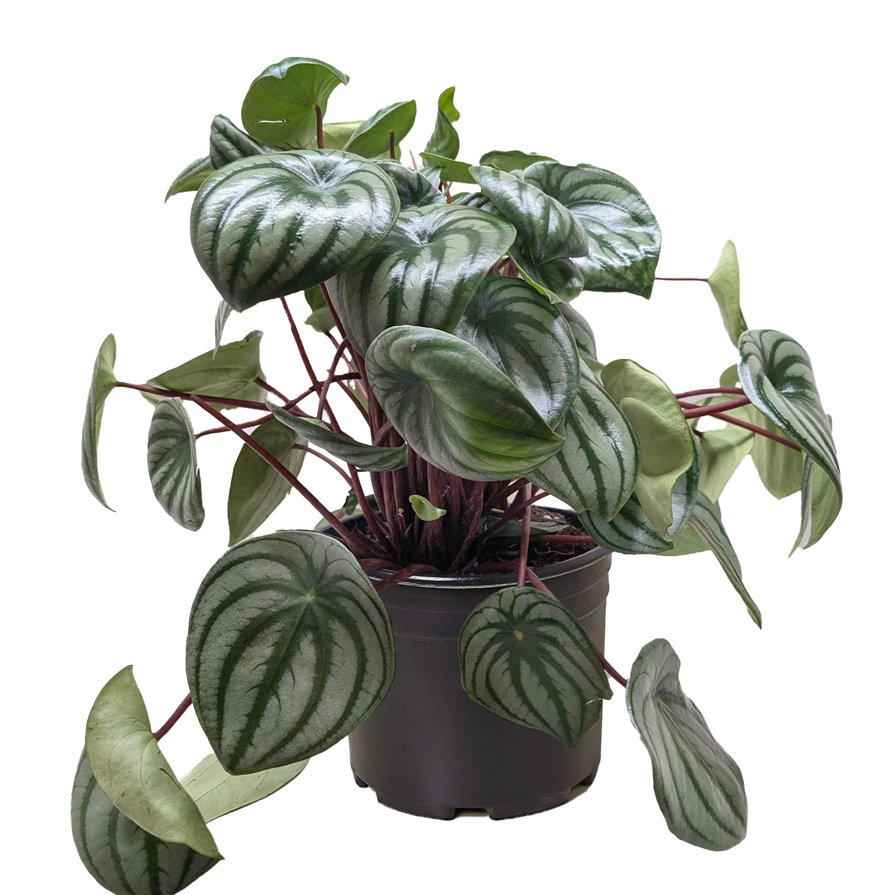 Peperomia Watermelon 4" potted plant