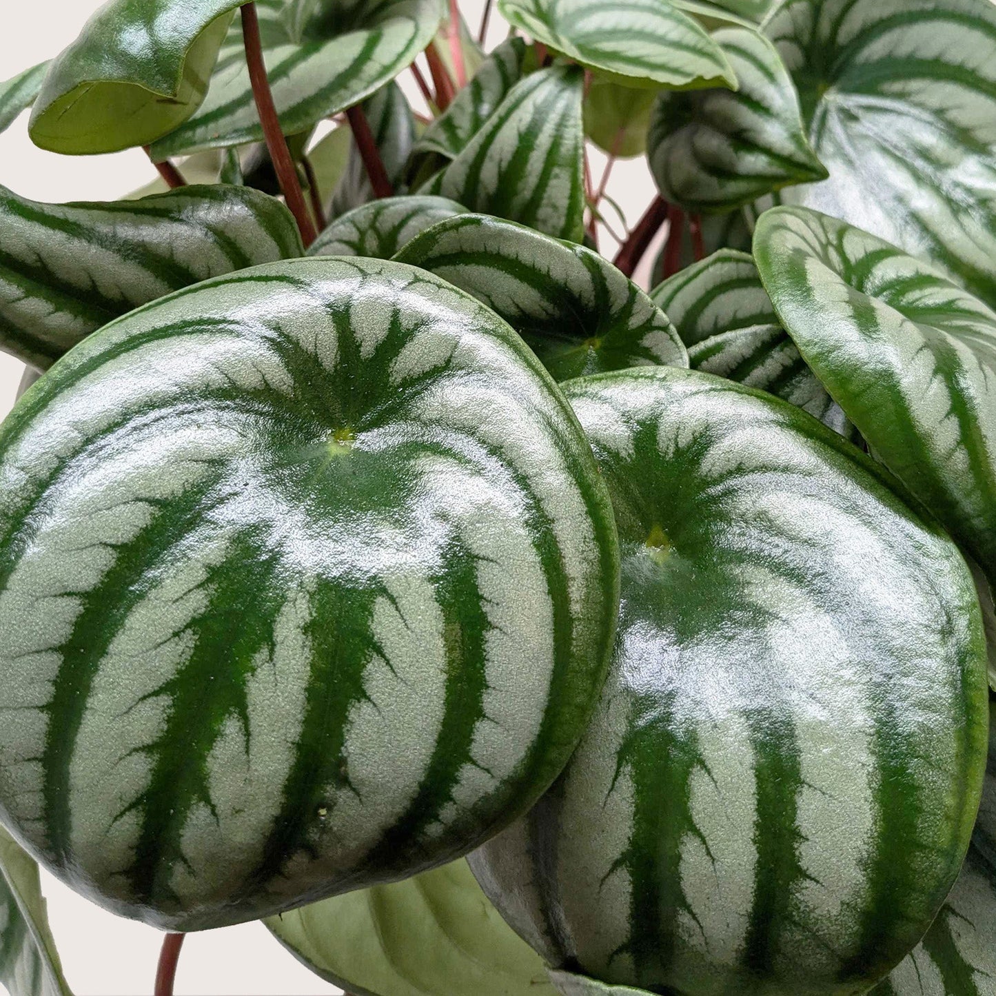 Peperomia Watermelon 4" potted plant