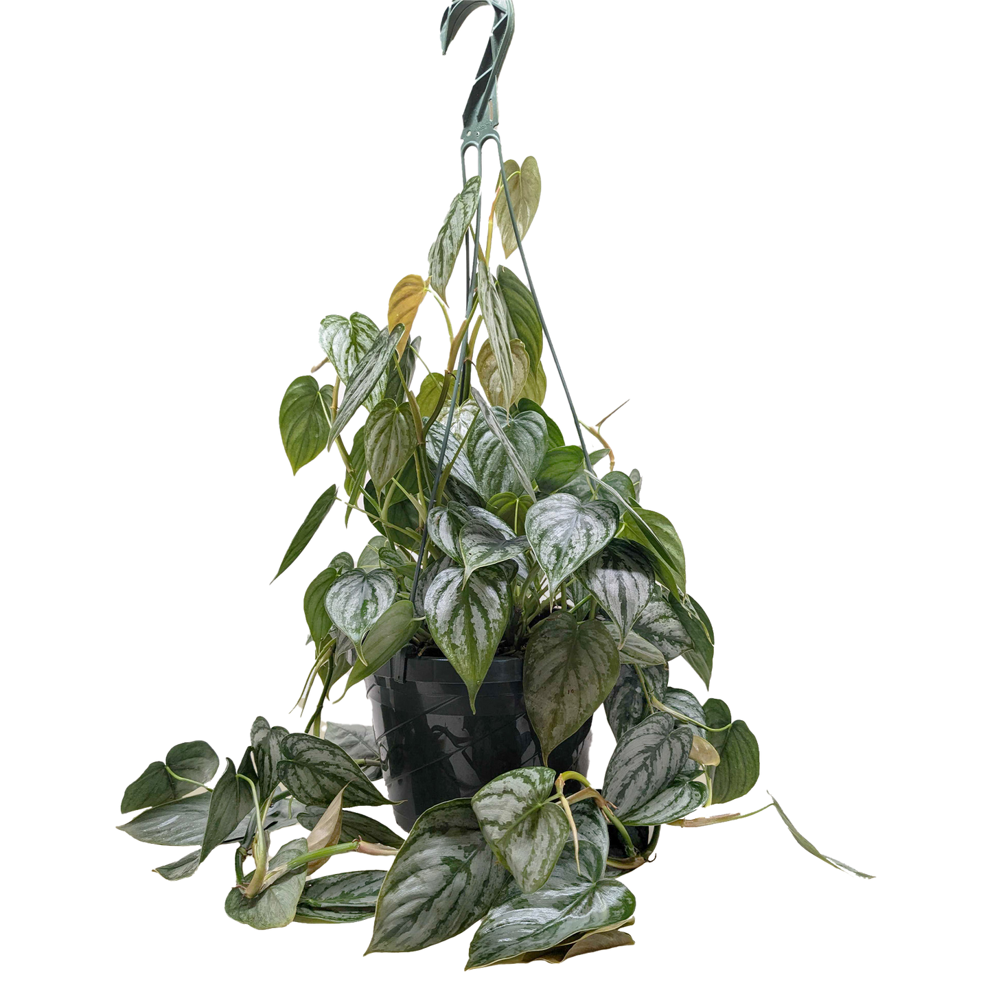 Philodendron 'Brandi' potted plant
