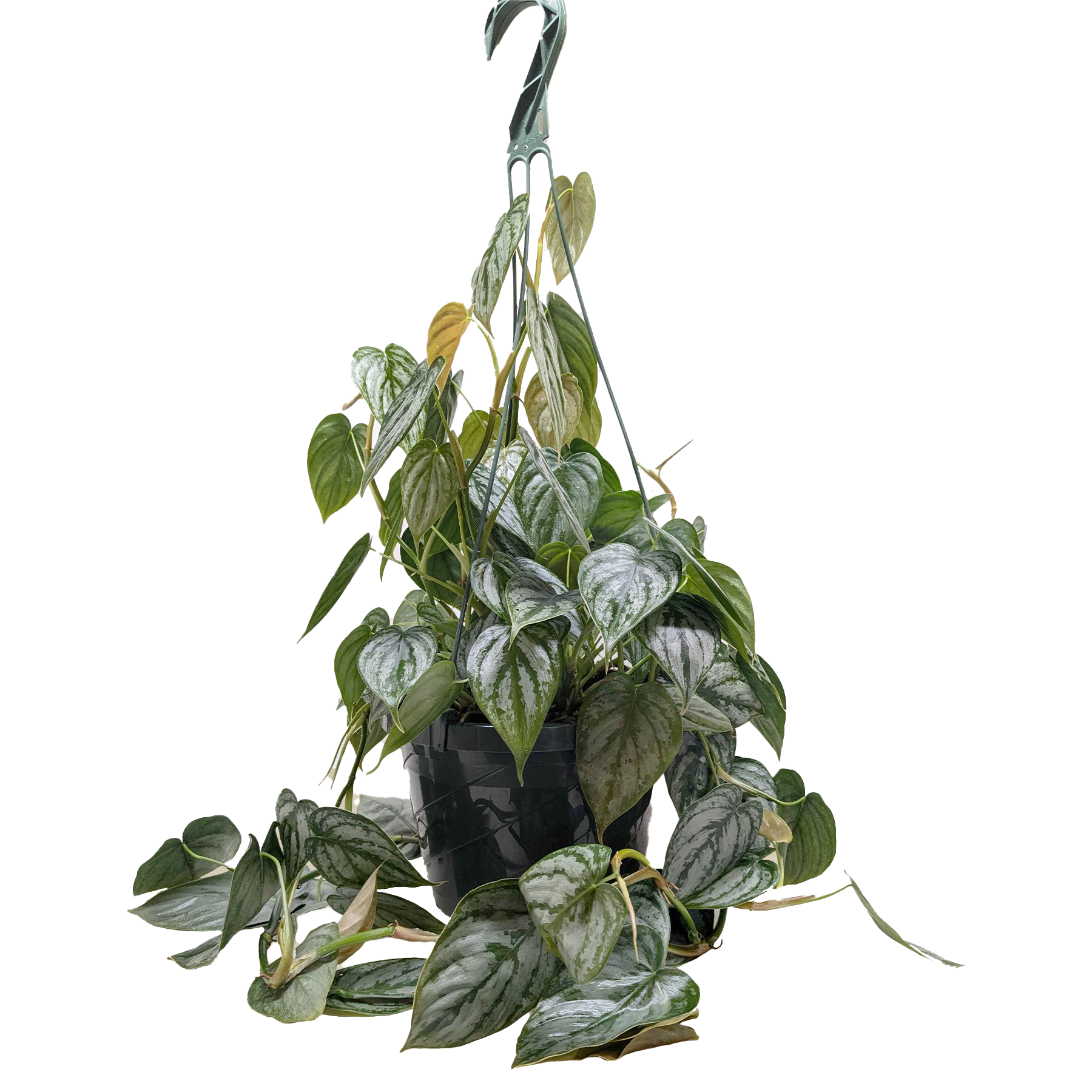 Philodendron 'Brandi' potted plant