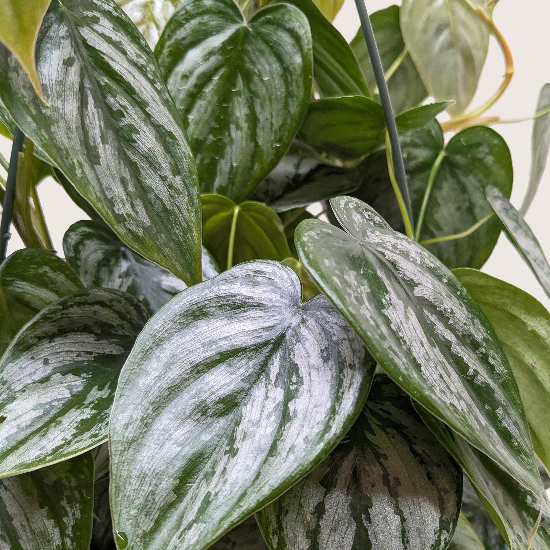 Philodendron 'Brandi' potted plant