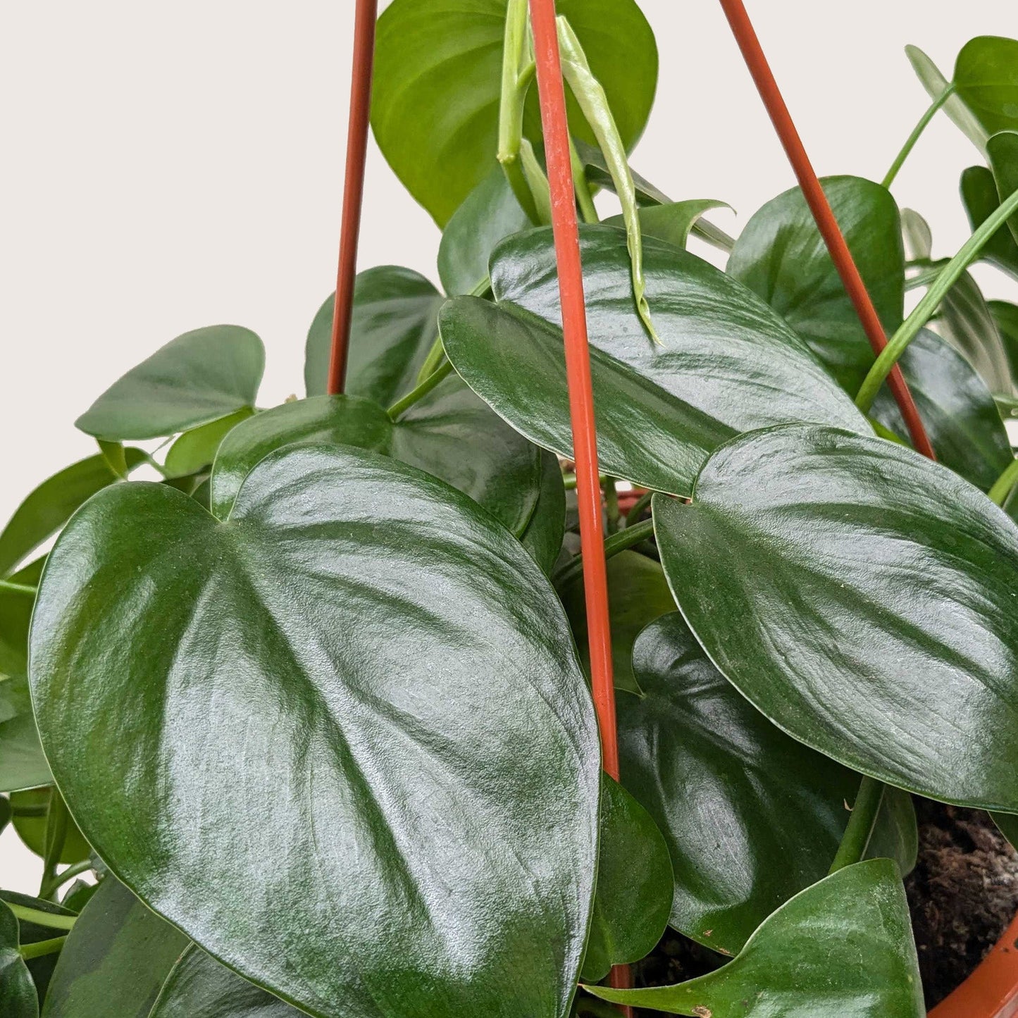 Philodendron Cordatum Heartleaf potted plant