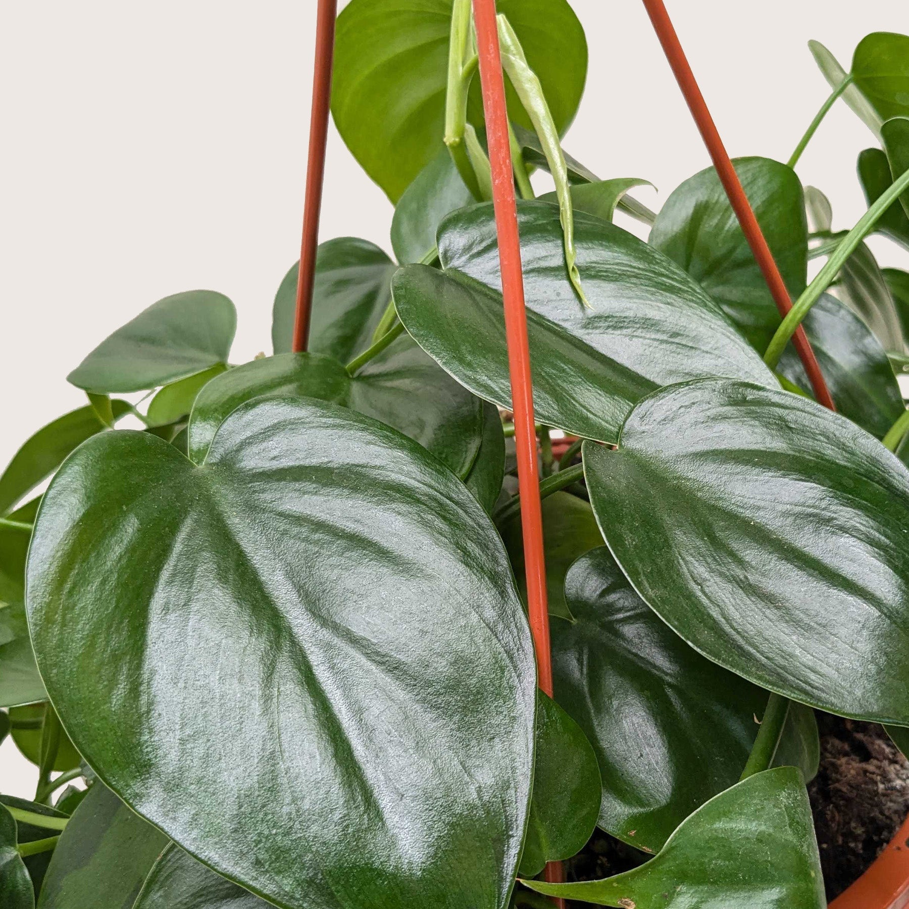 Philodendron Cordatum Heartleaf potted plant