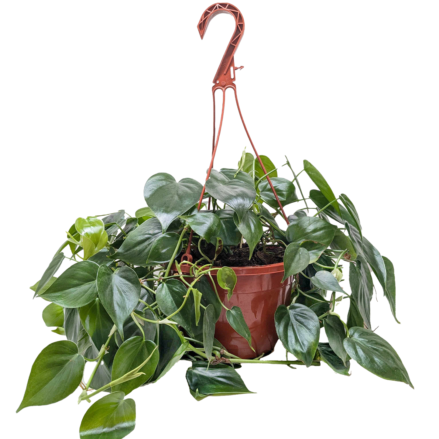 Philodendron Cordatum Heartleaf potted plant