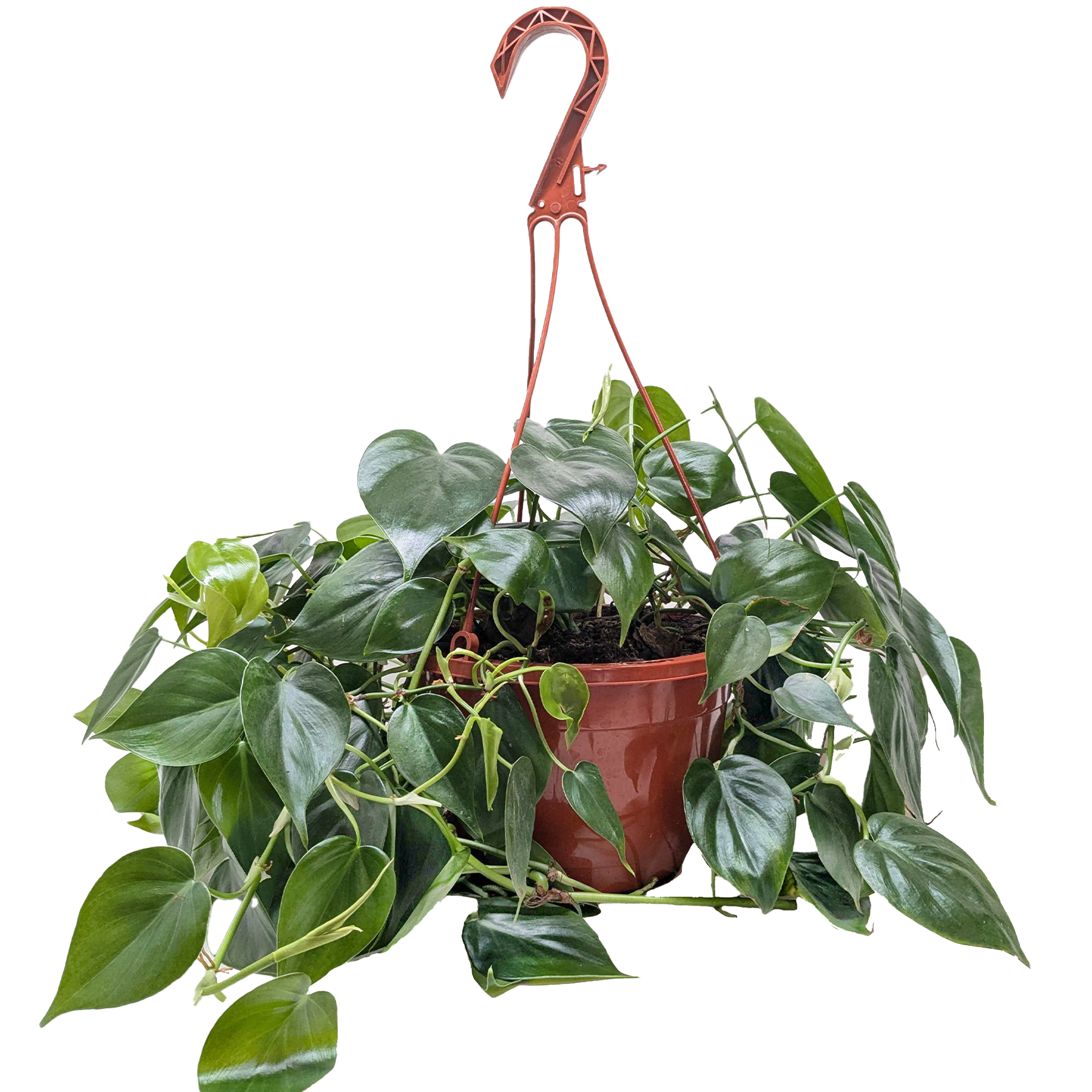 Philodendron Cordatum Heartleaf potted plant
