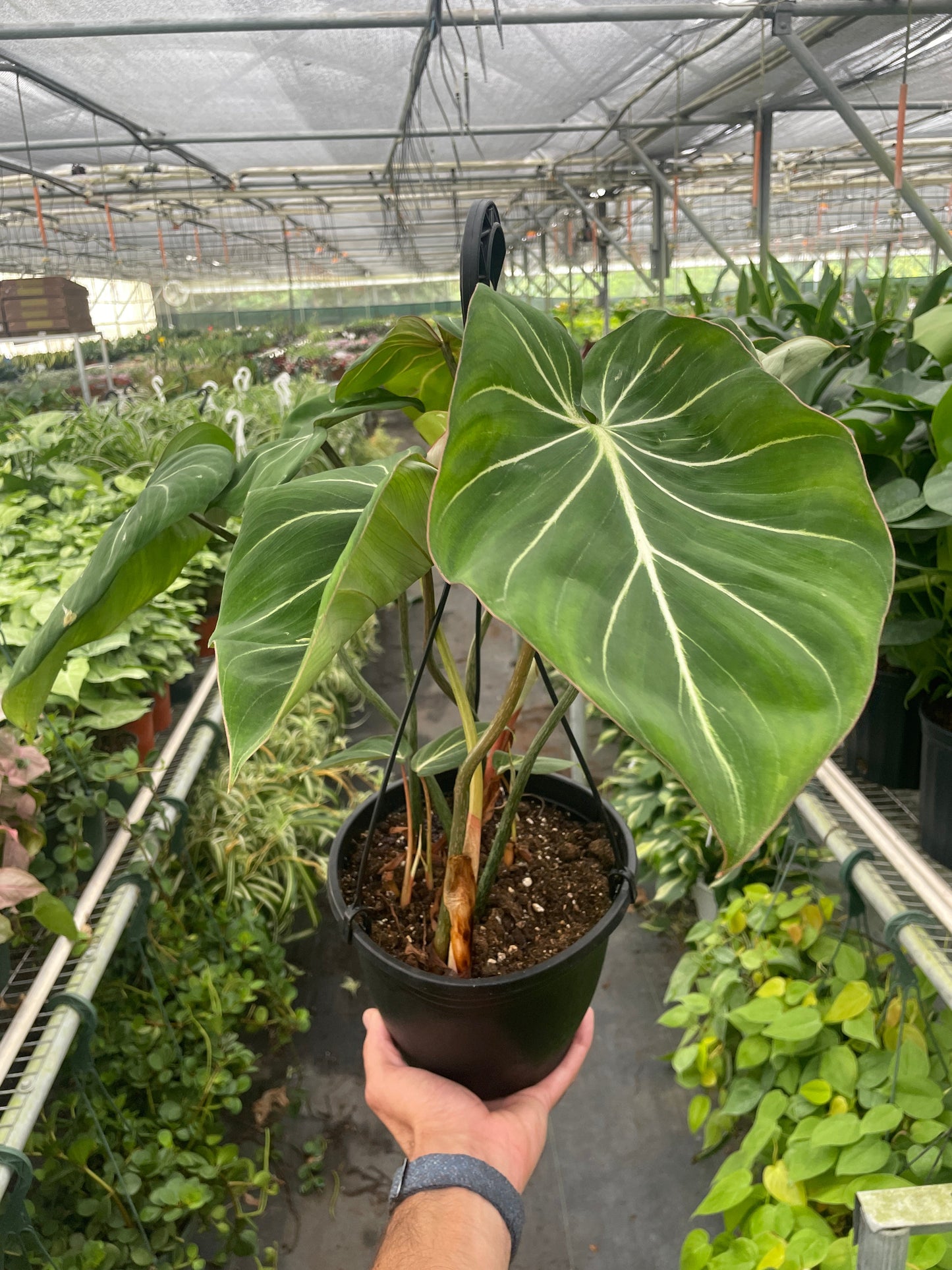 Philodendron Gloriosum potted plant