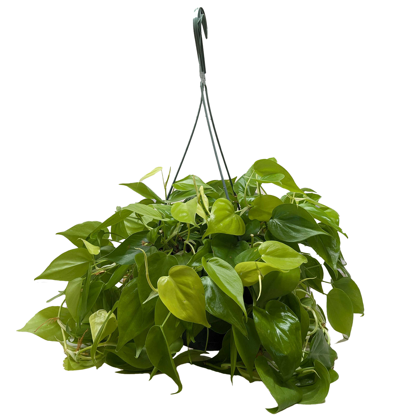 Philodendron 'Neon' 4" potted plant