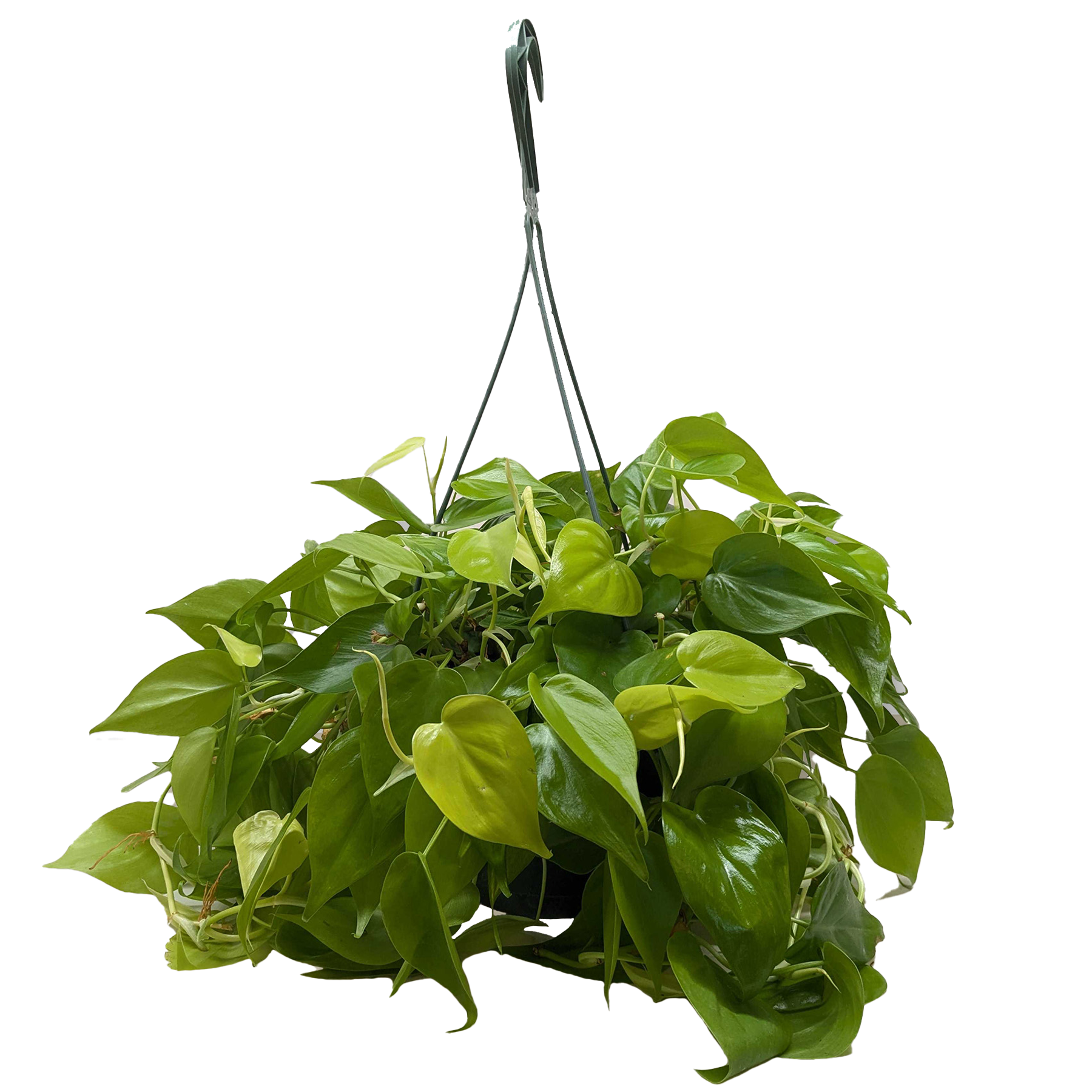 Philodendron 'Neon' 4" potted plant