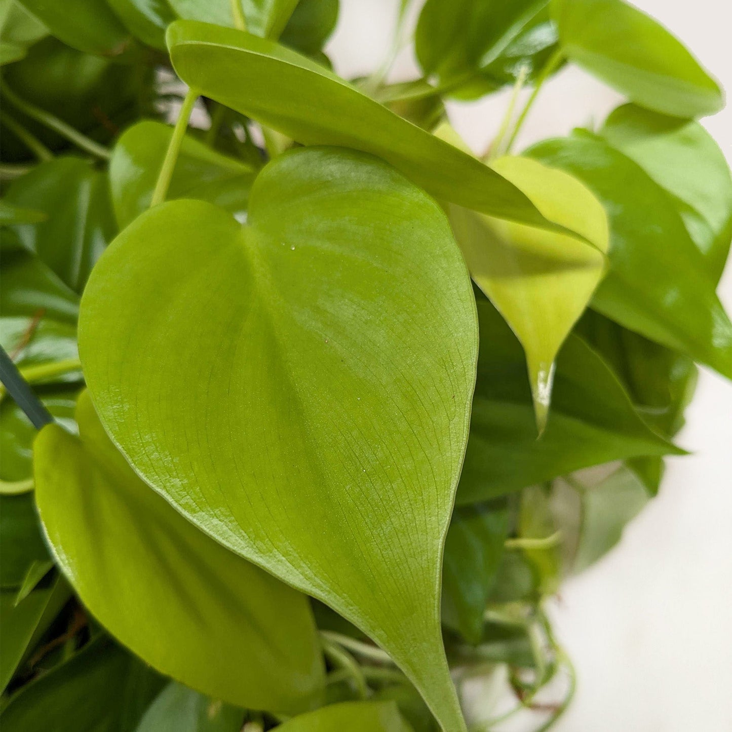 Philodendron 'Neon' 4" potted plant