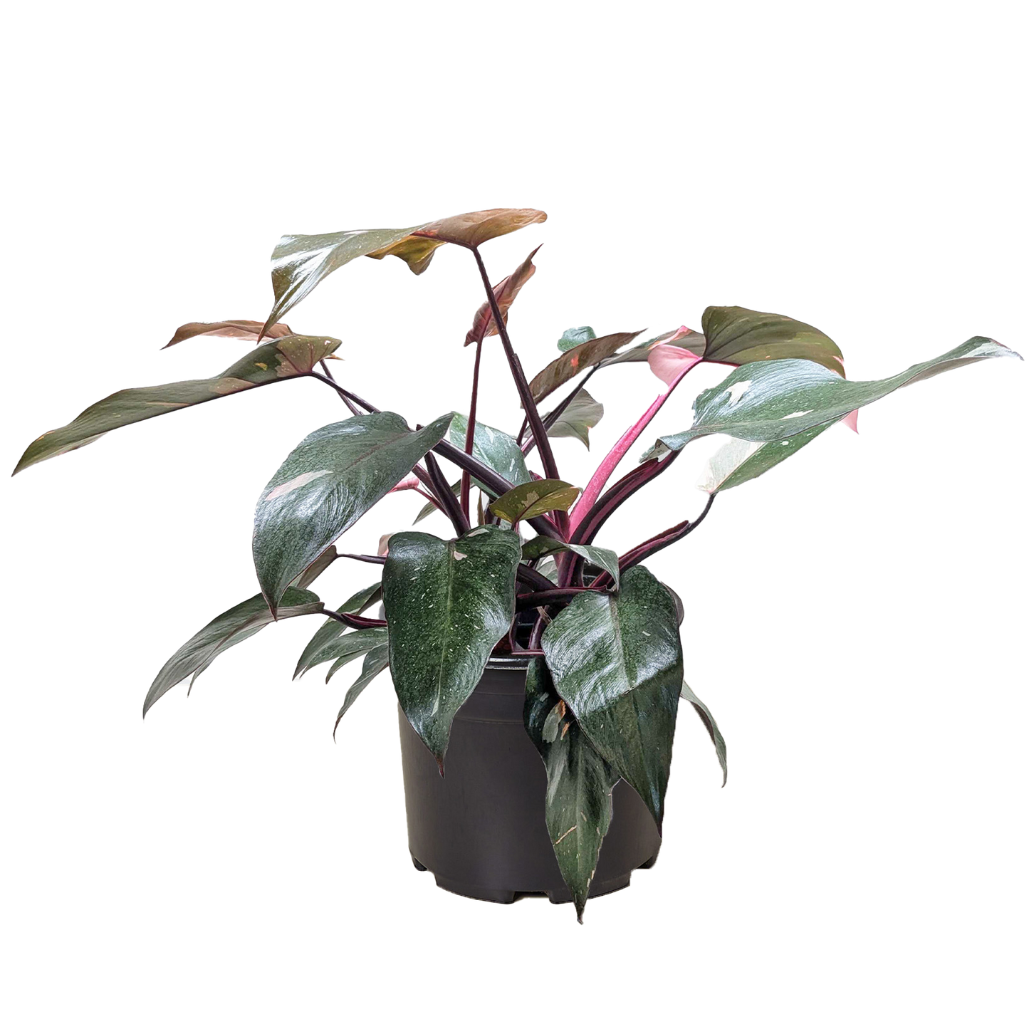 Philodendron 'Pink Princess' potted plant