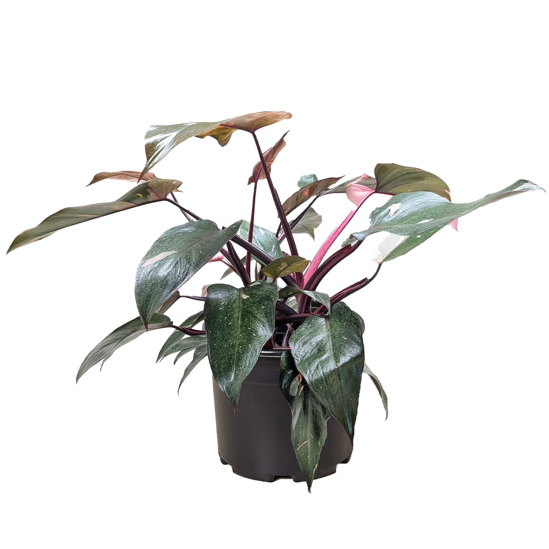 Philodendron 'Pink Princess' potted plant