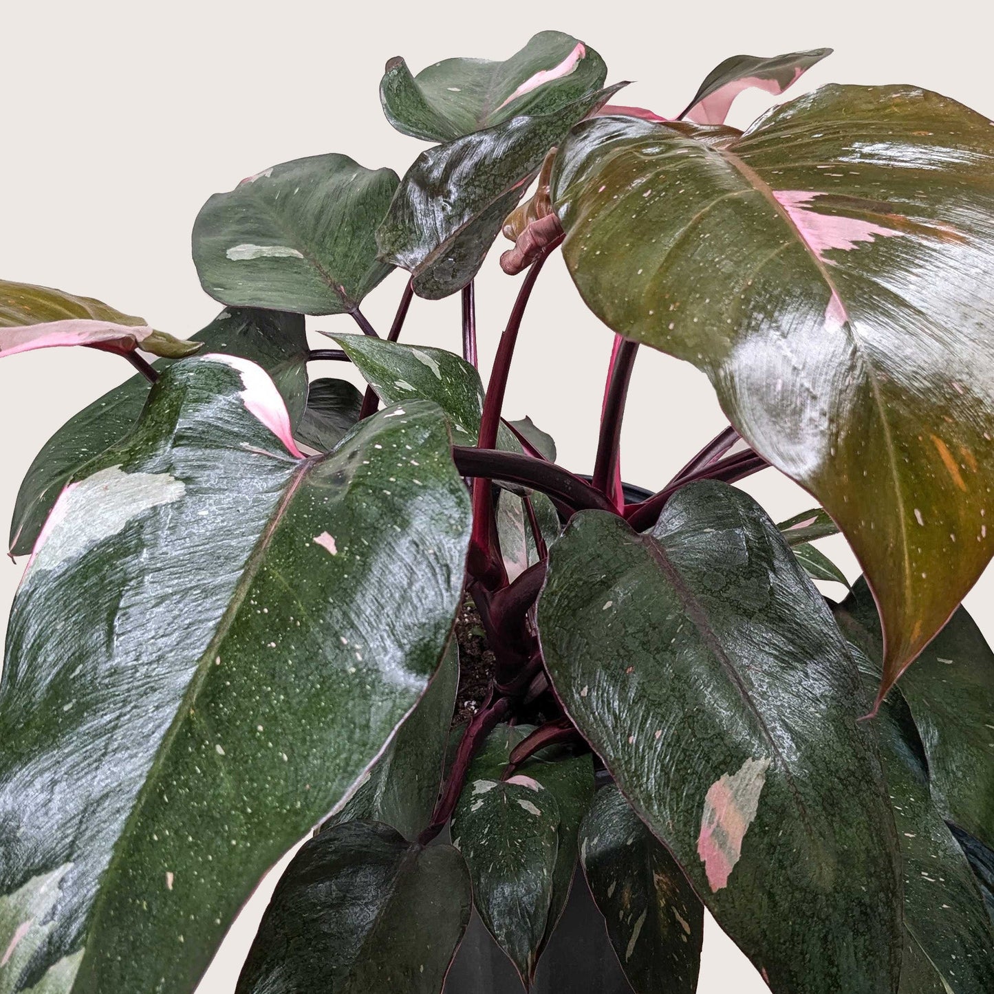 Philodendron 'Pink Princess' potted plant