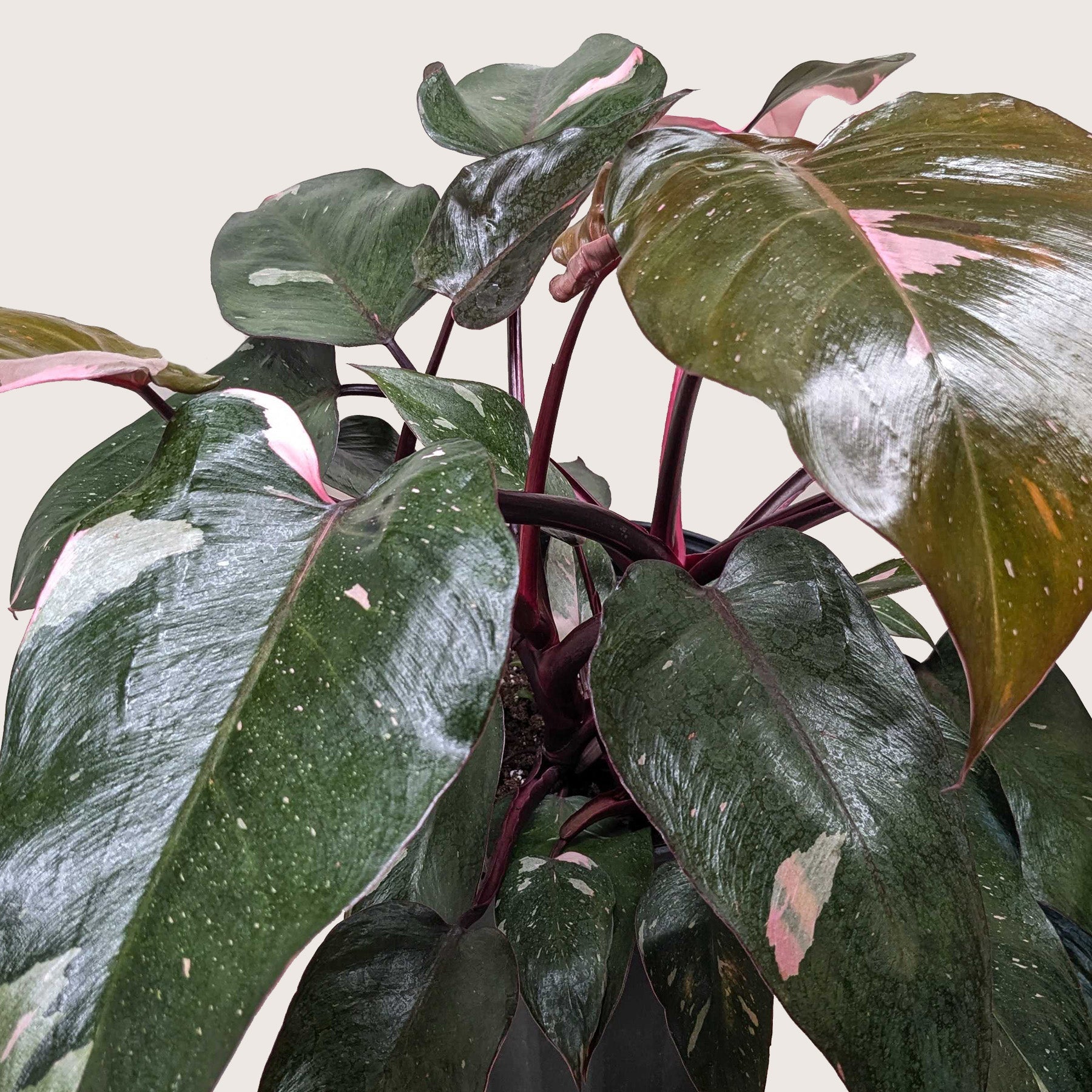 Philodendron 'Pink Princess' potted plant