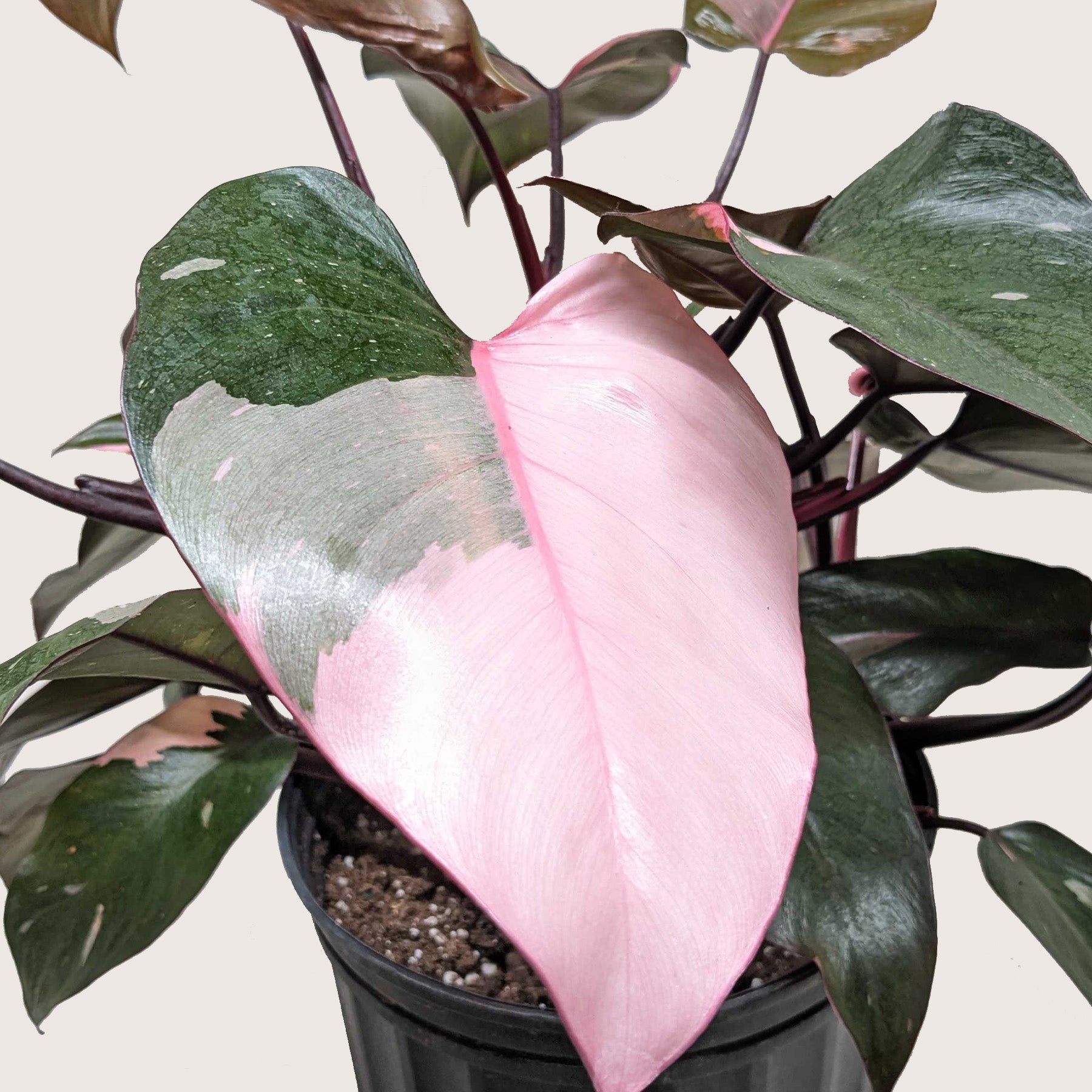 Philodendron 'Pink Princess' potted plant