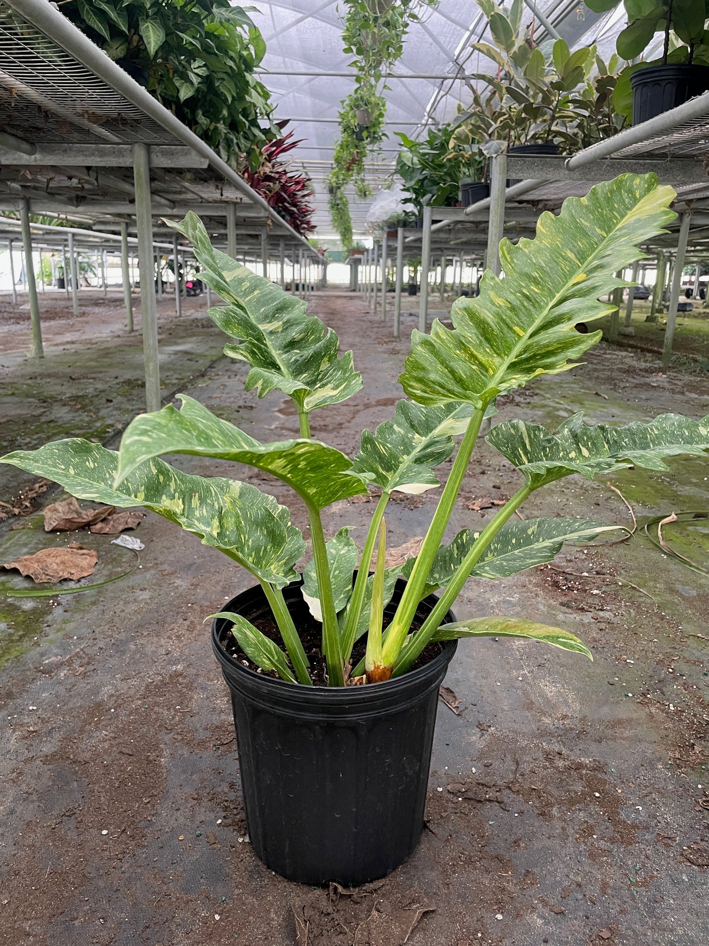 Philodendron Ring of Fire Variegated potted plant