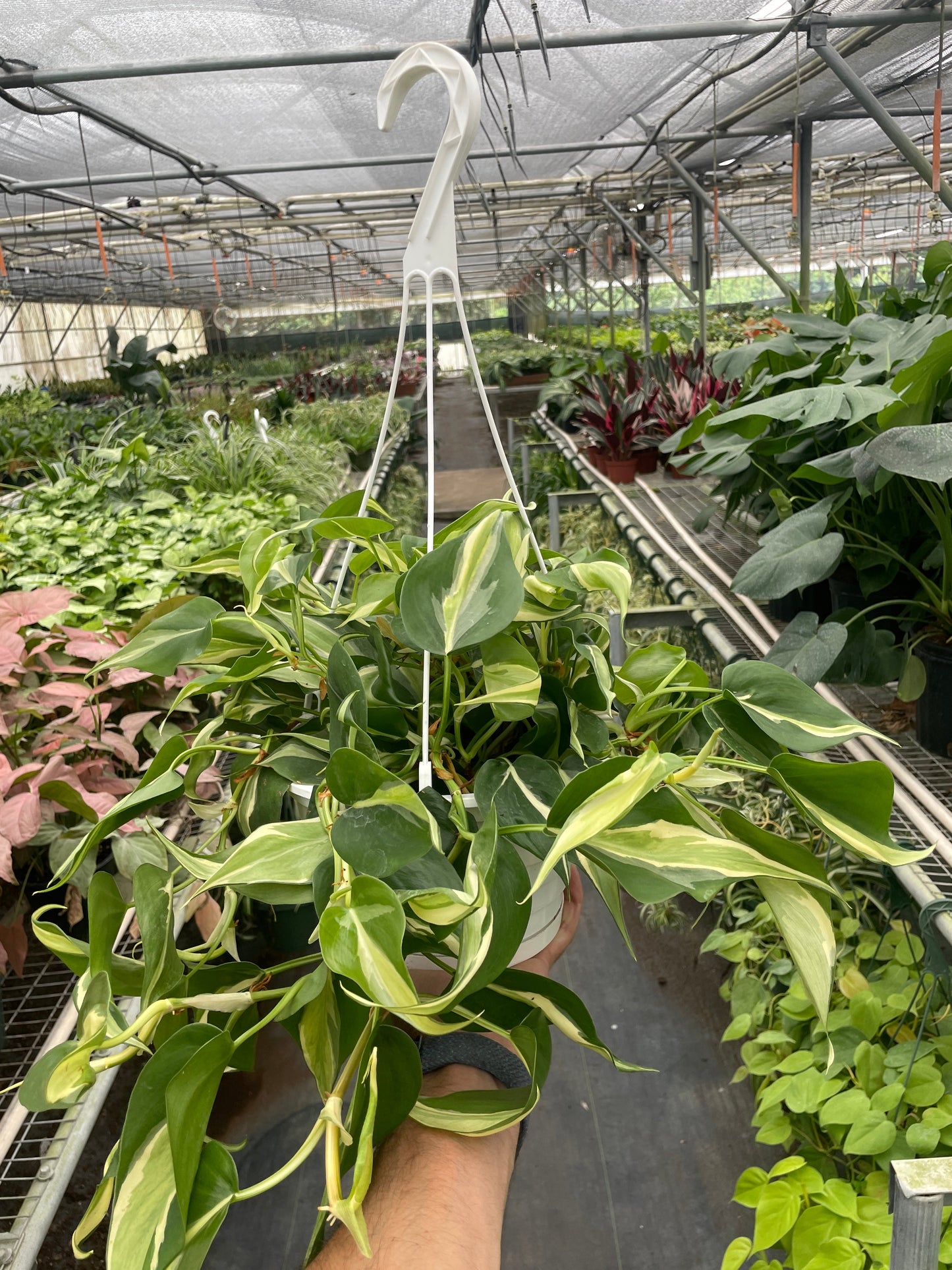 Philodendron 'Silver Stripe' potted plant