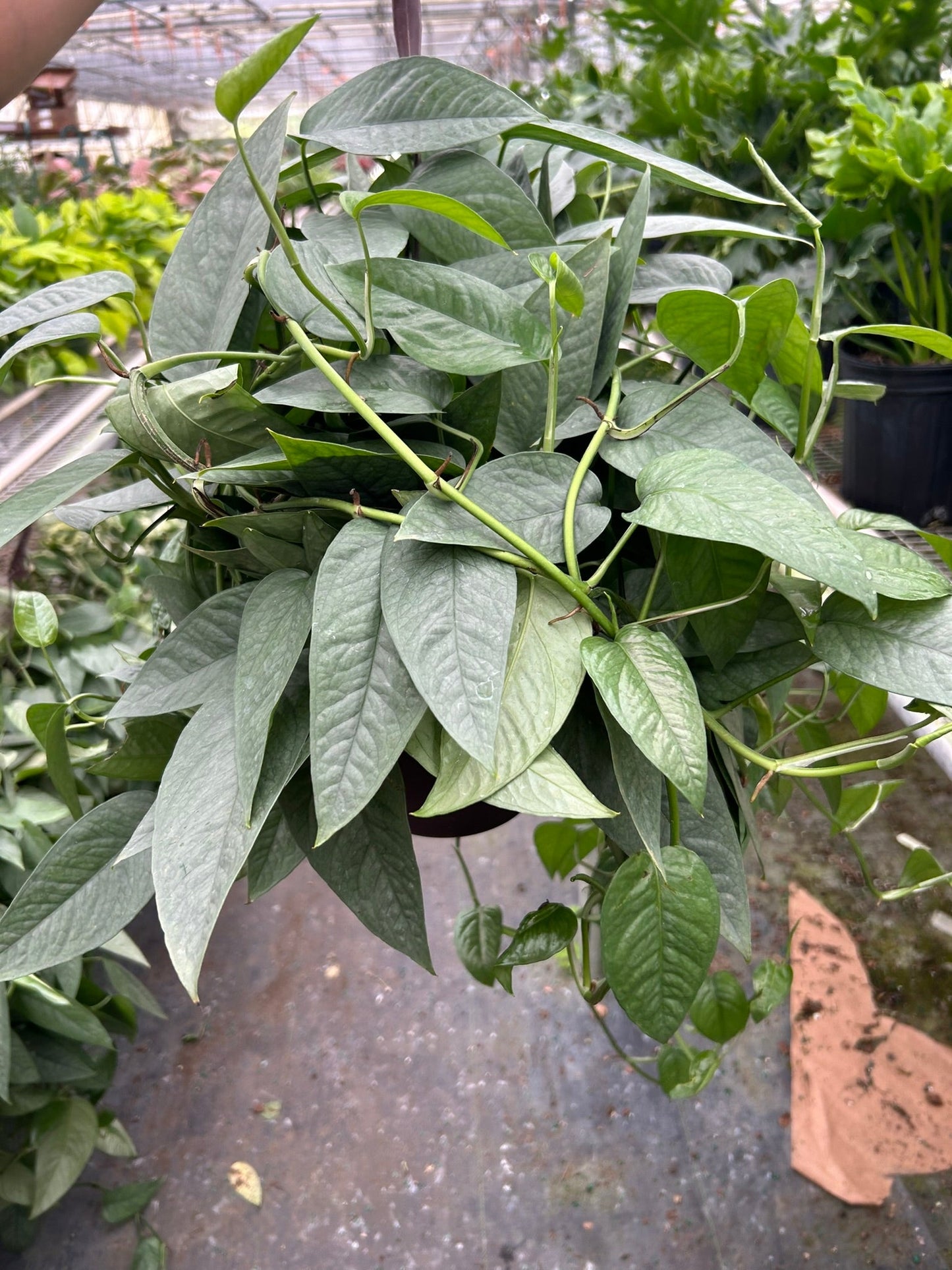 Pothos 'Cebu Blue' potted plant