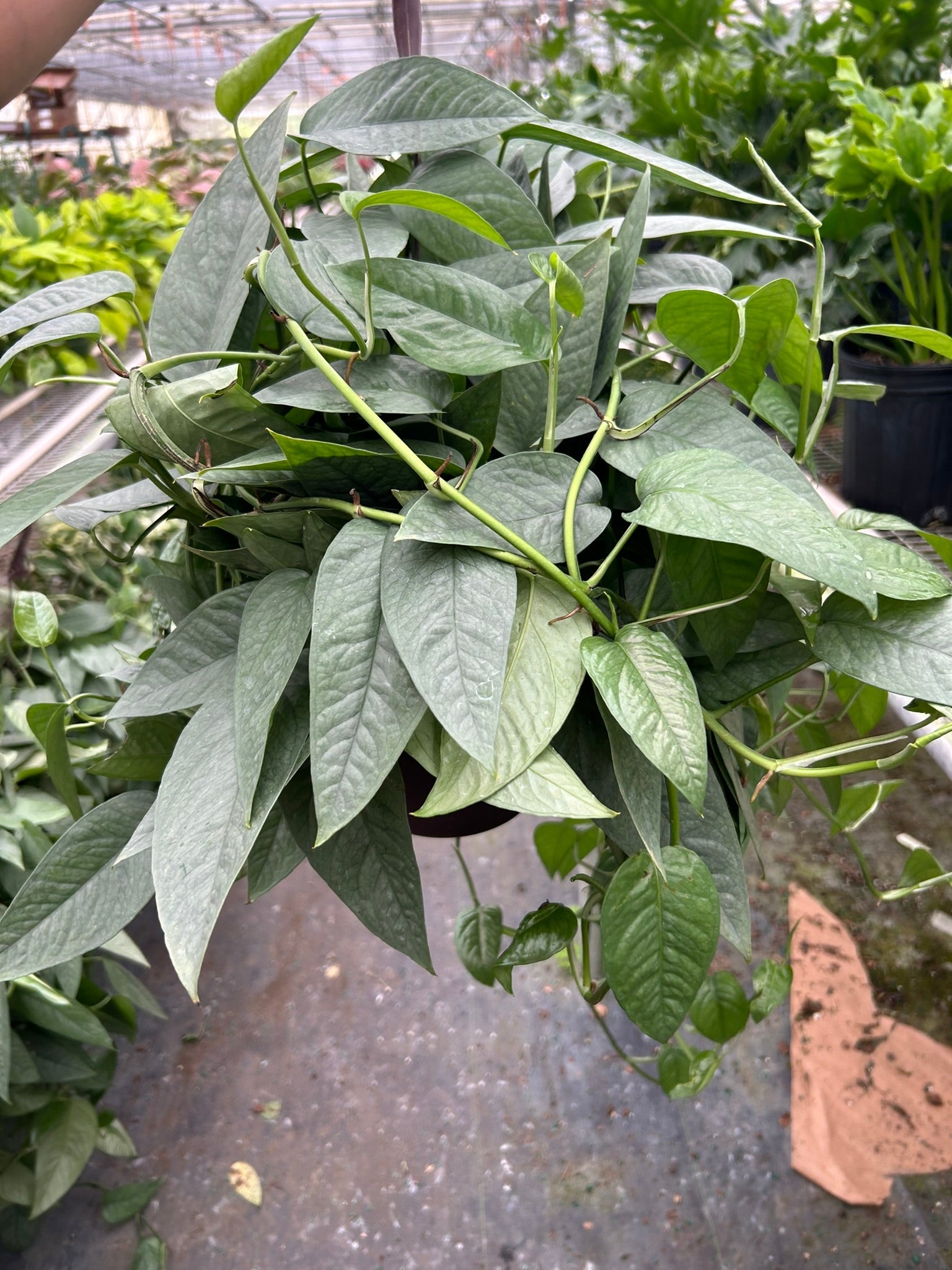 Pothos 'Cebu Blue' potted plant
