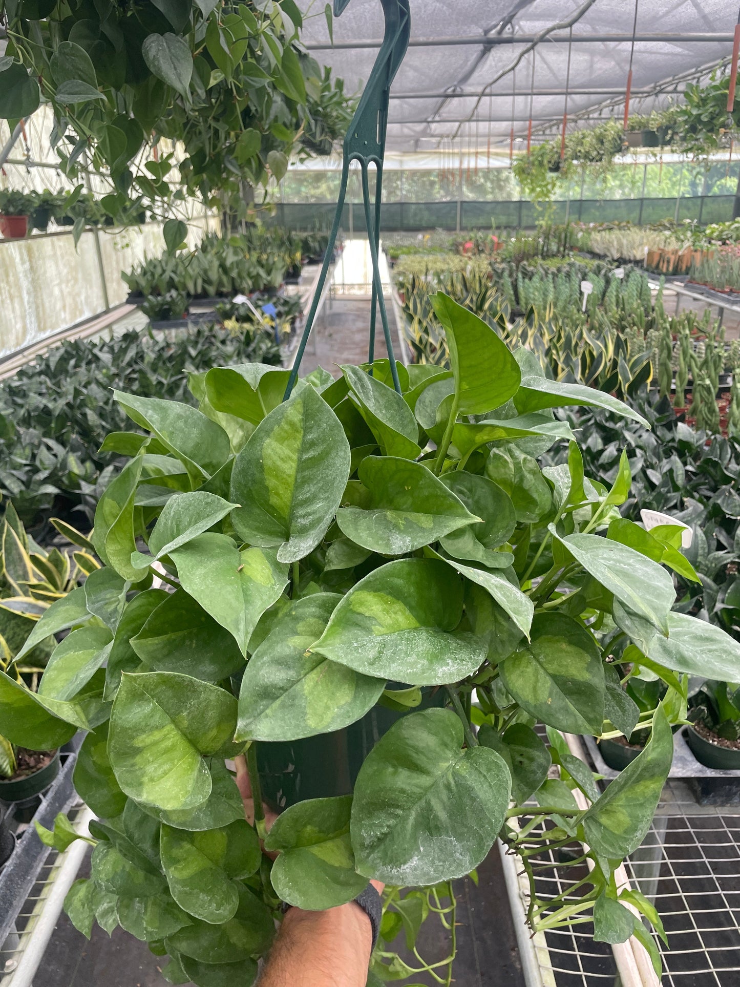 Pothos 'Global Green' potted plant