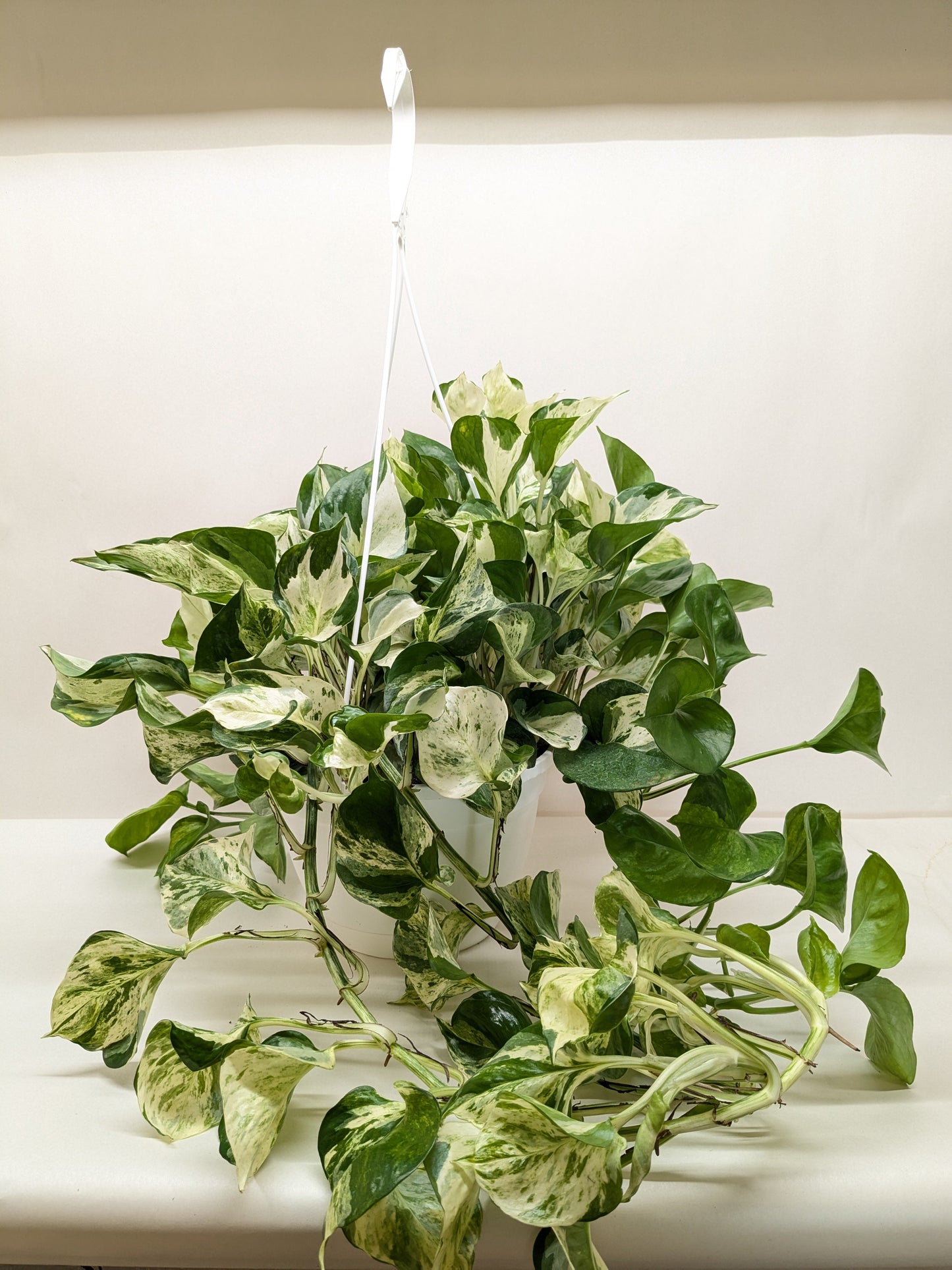 Pothos Manjula potted plant