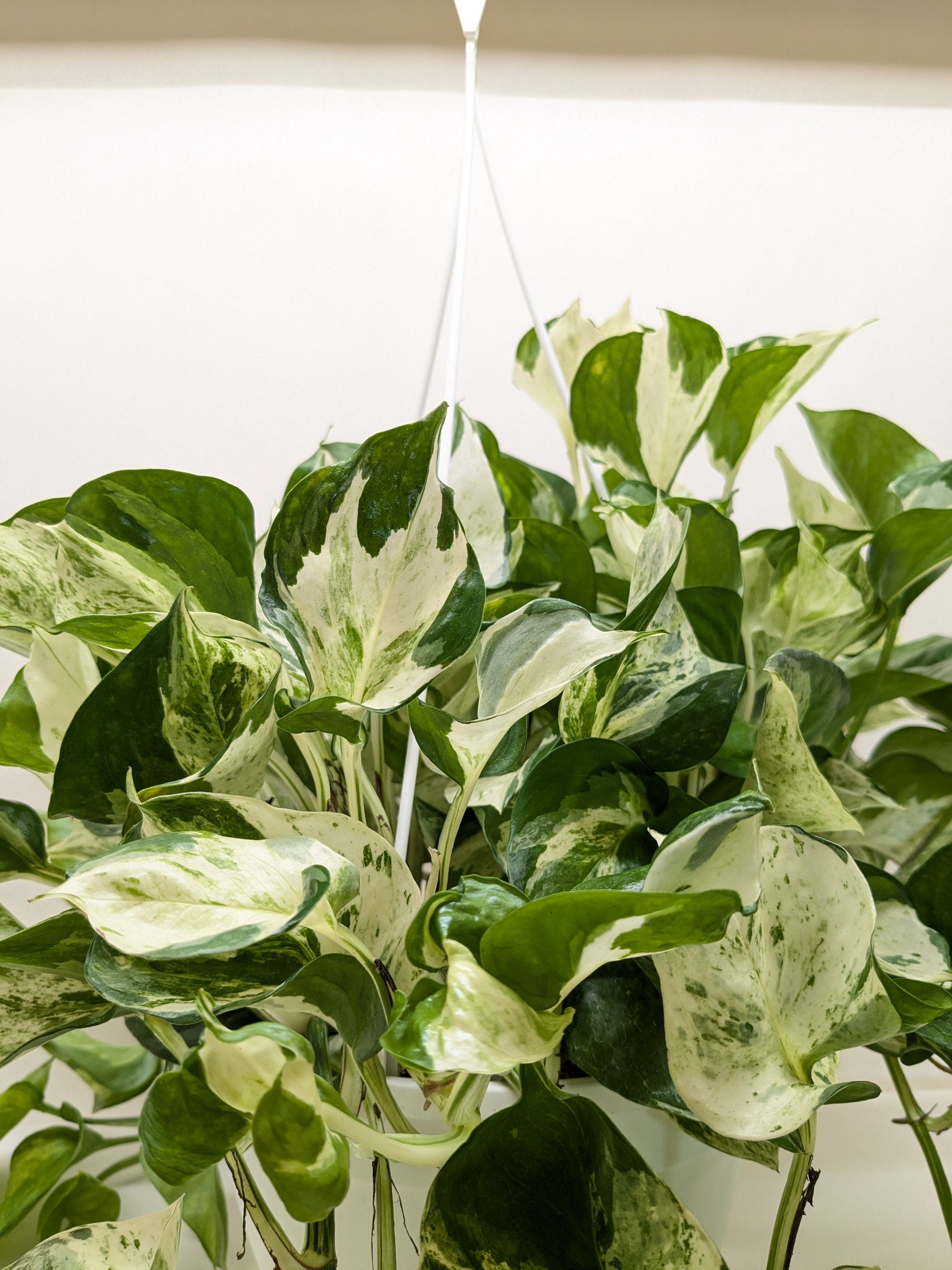 Pothos Manjula potted plant