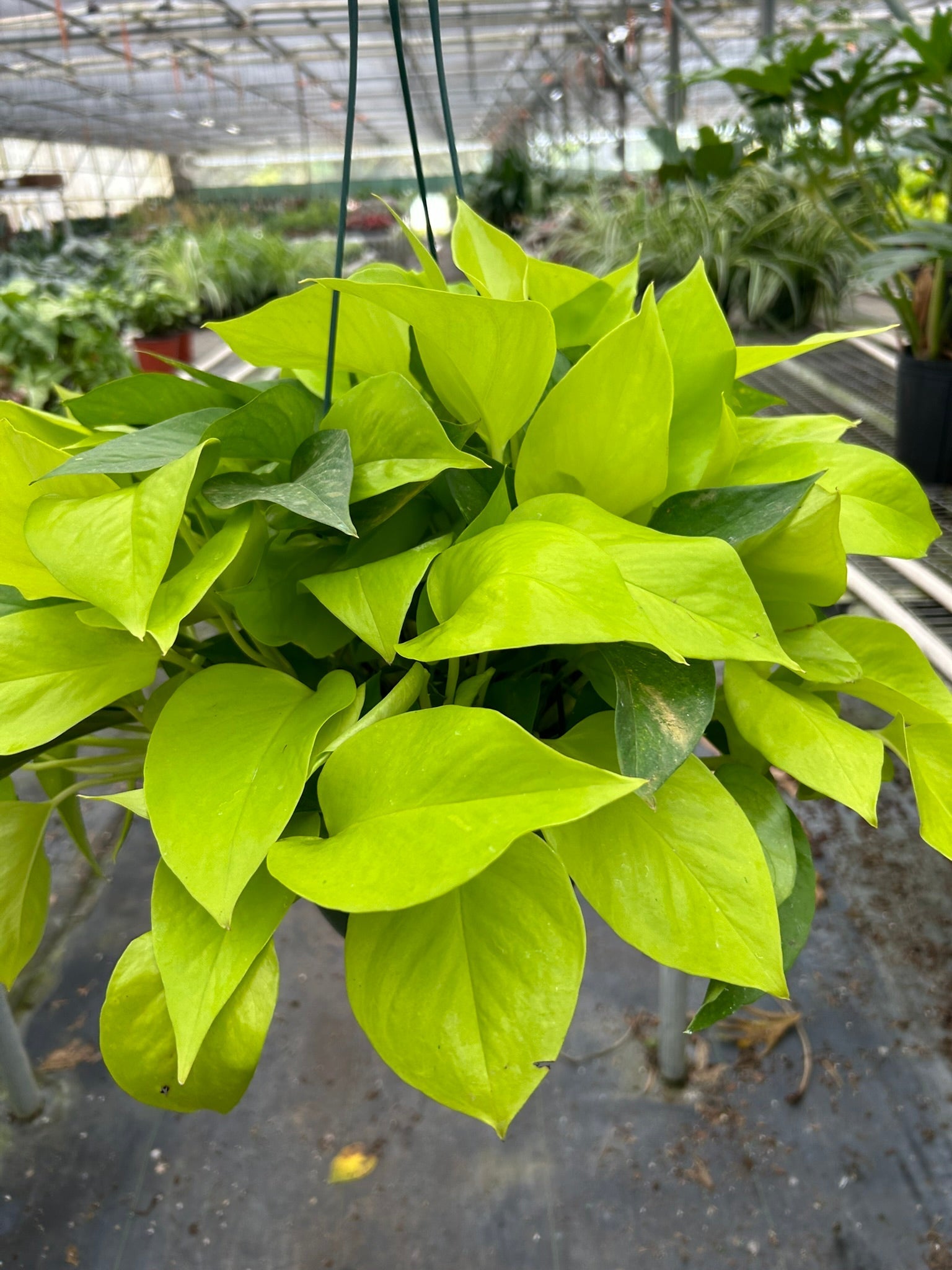 Pothos 'Neon' potted plant