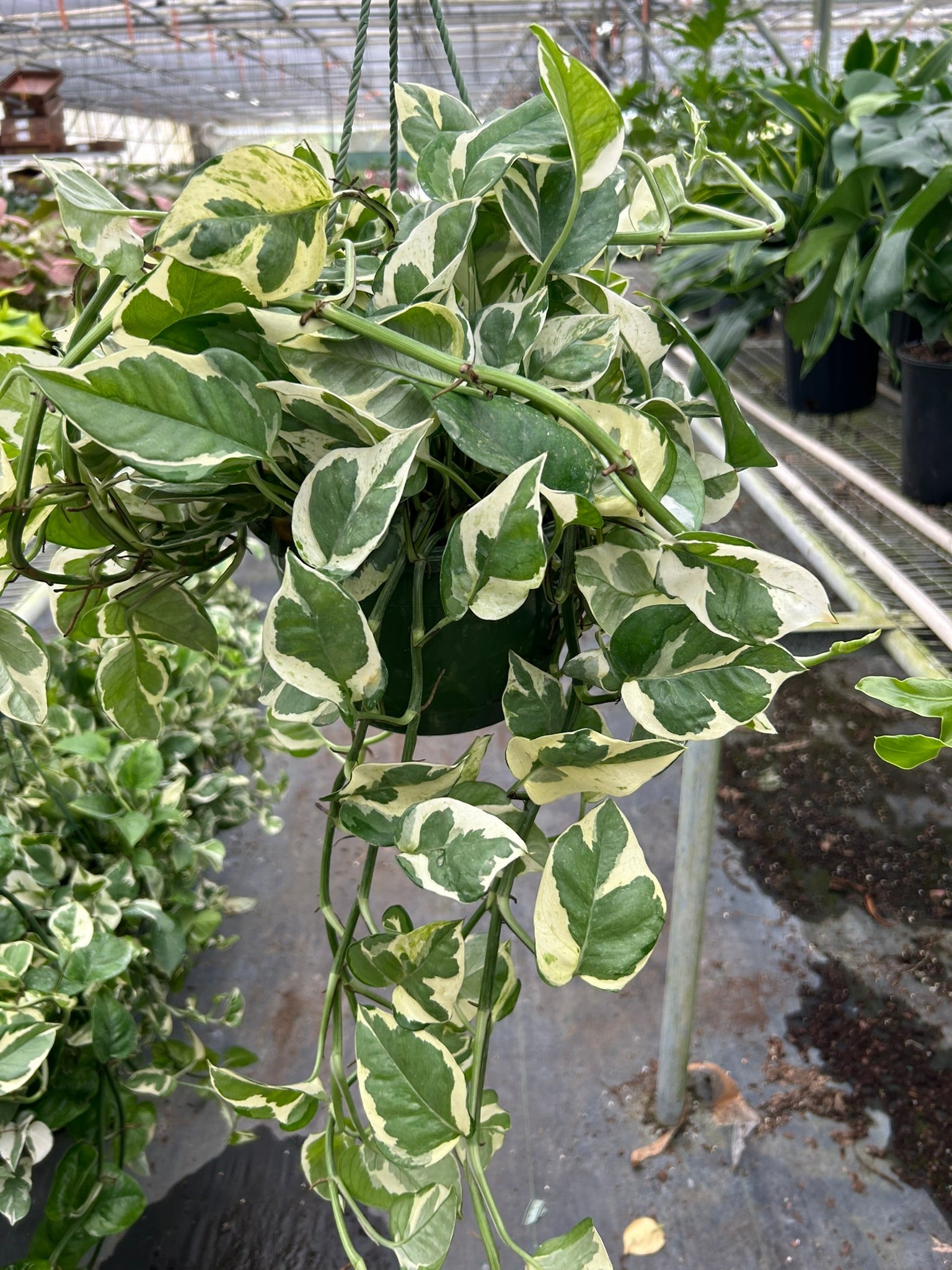 Pothos 'N'joy' potted plant