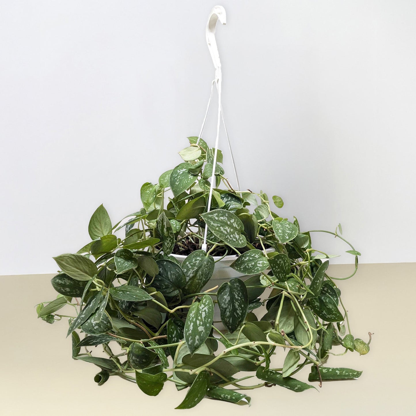 Pothos 'Satin' potted plant