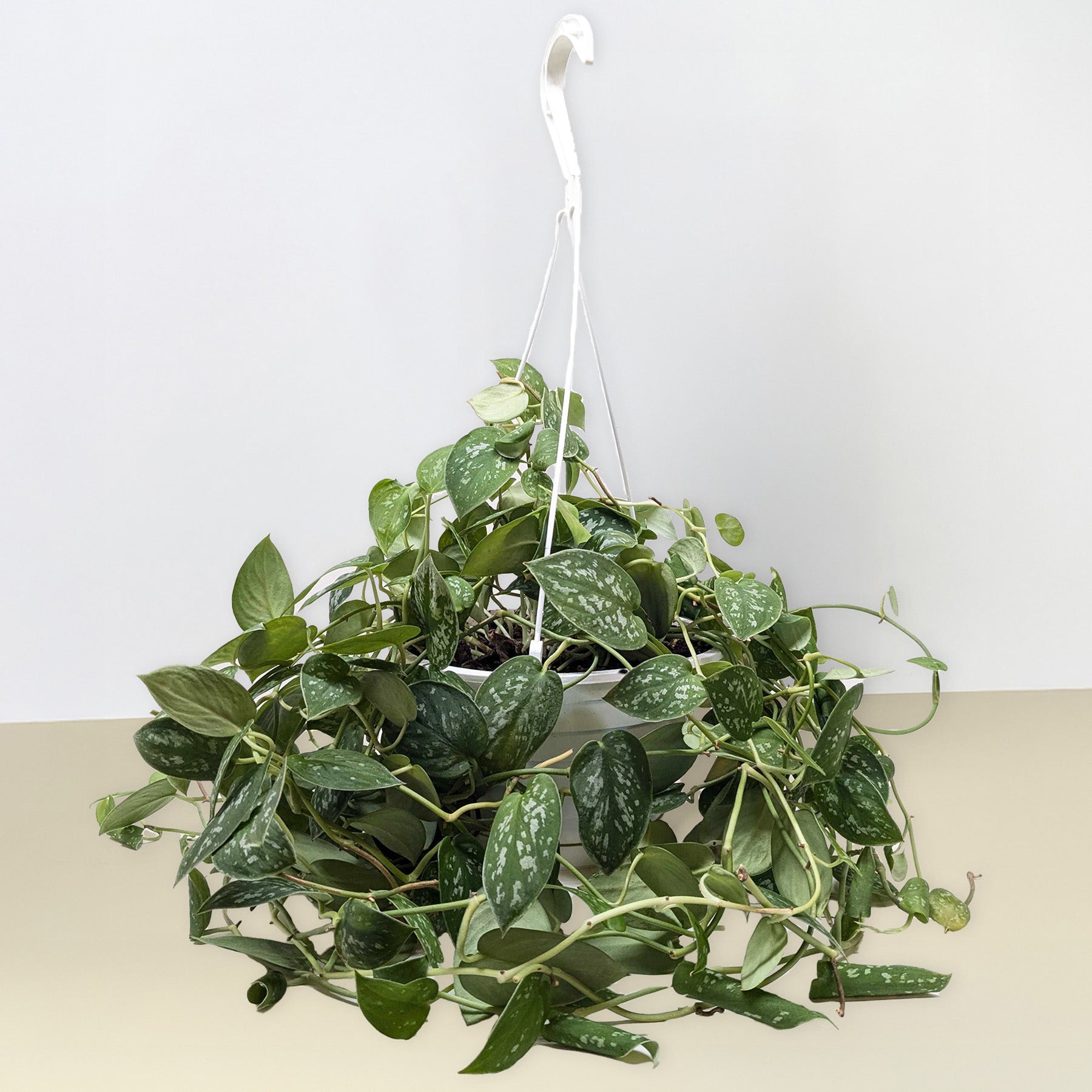 Pothos 'Satin' potted plant