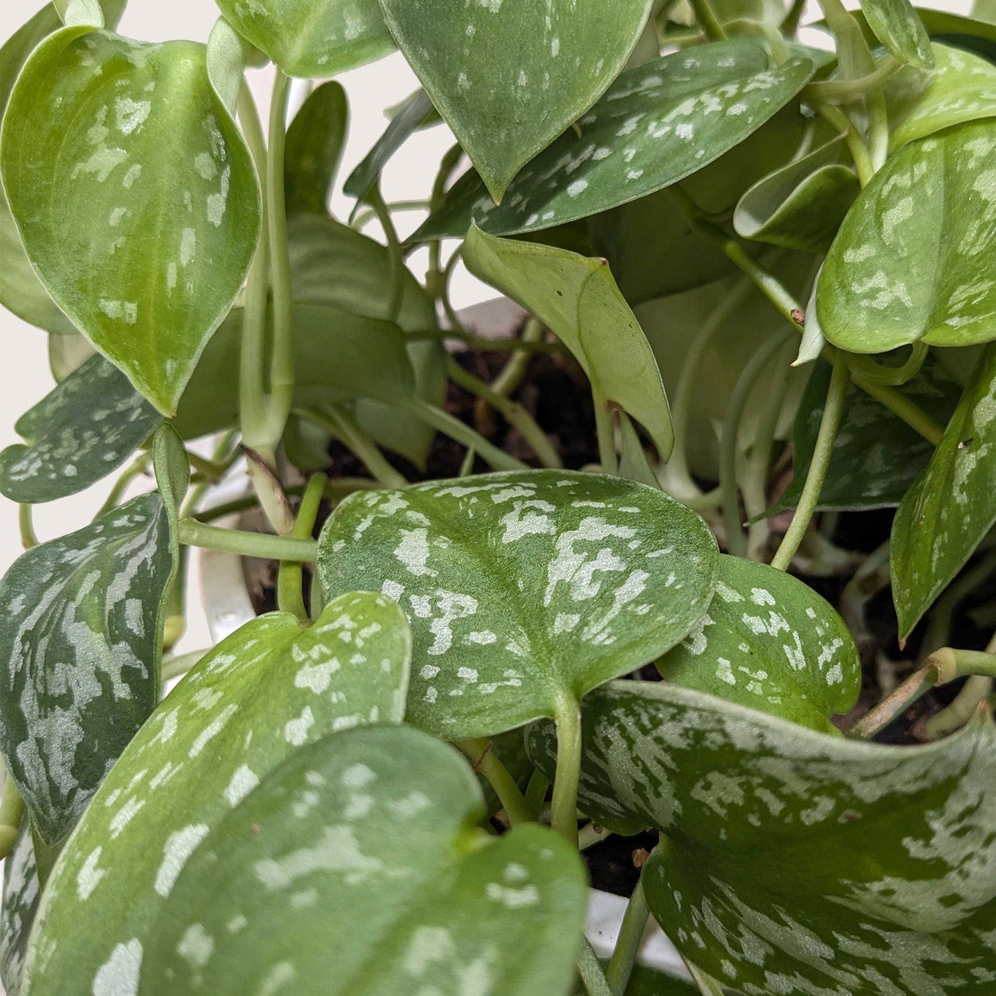 Pothos 'Satin' potted plant