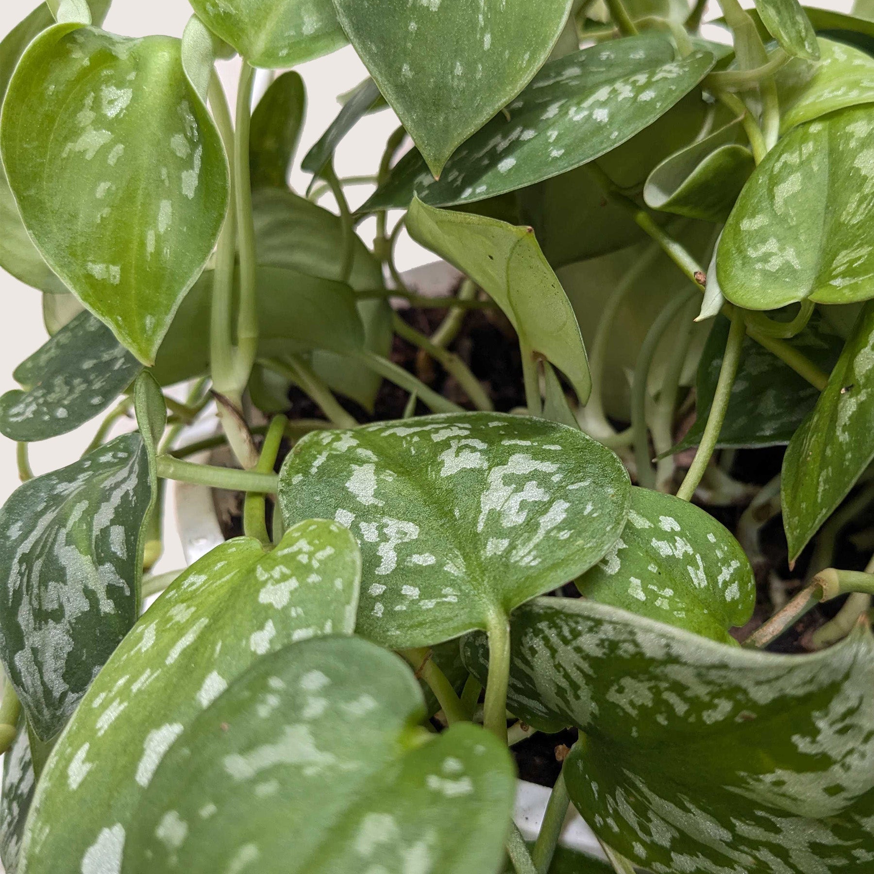 Pothos 'Satin' potted plant