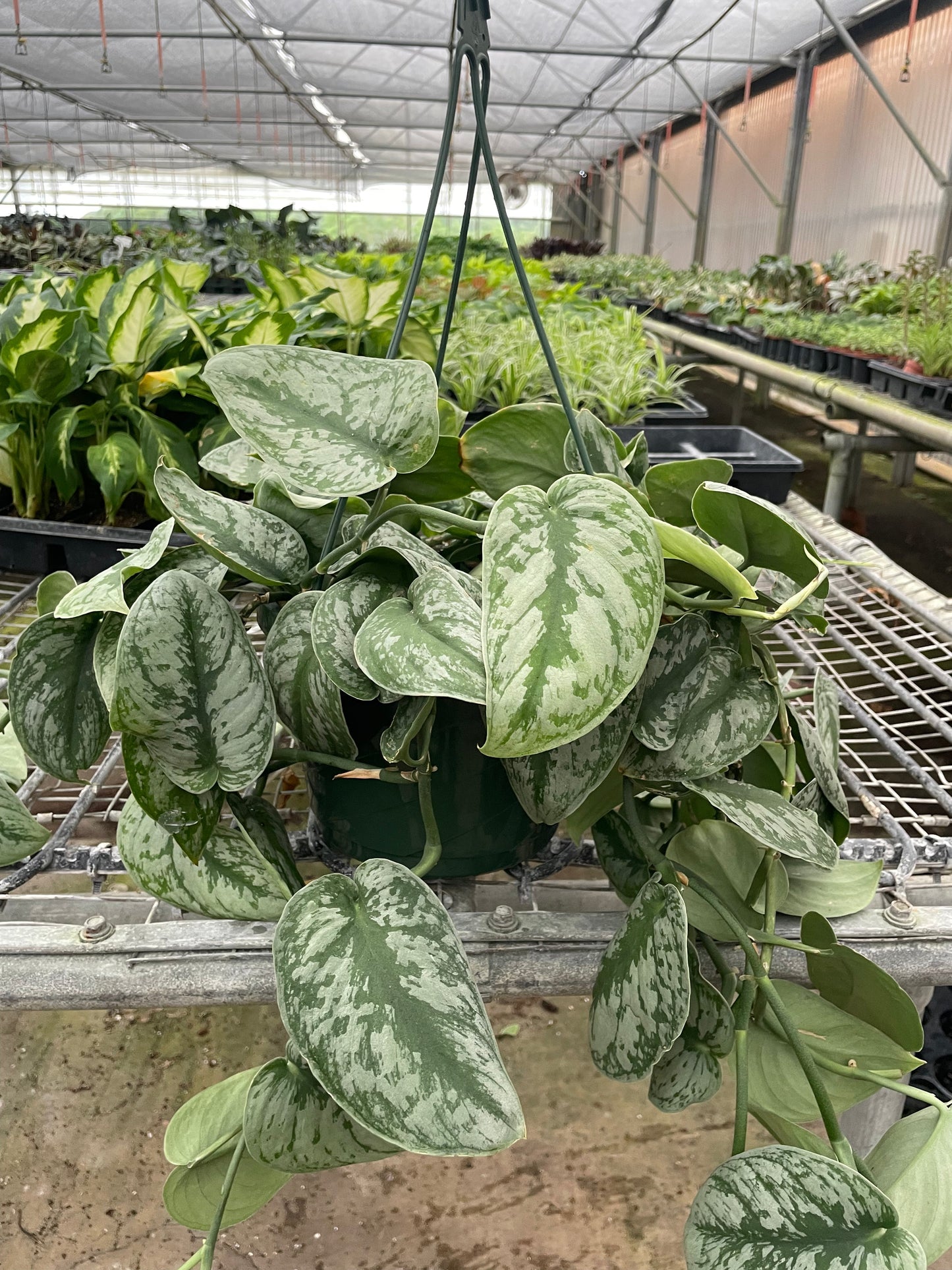 Pothos 'Silver Splash' potted plant