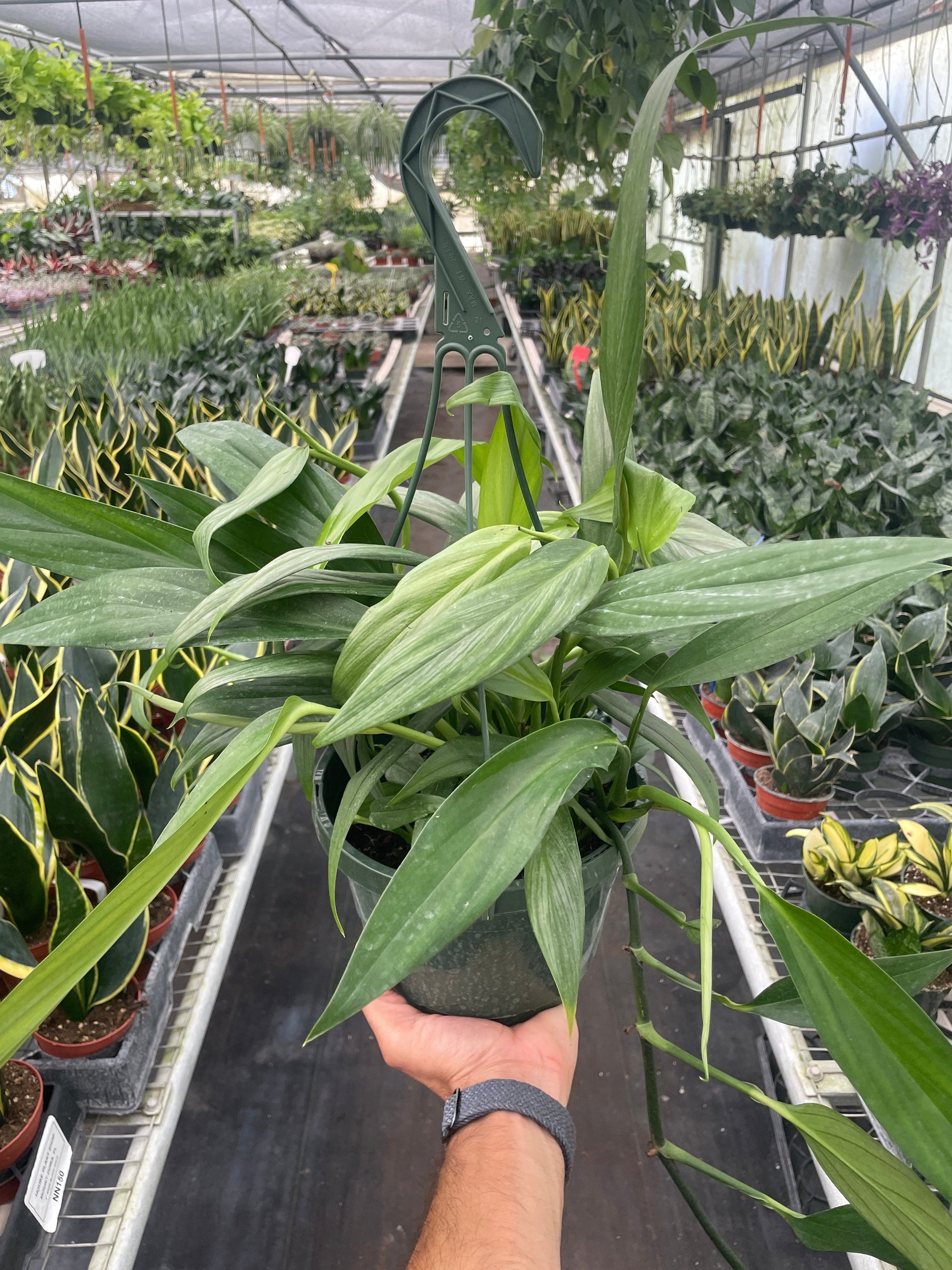 Pothos 'Silver Streak' potted plant