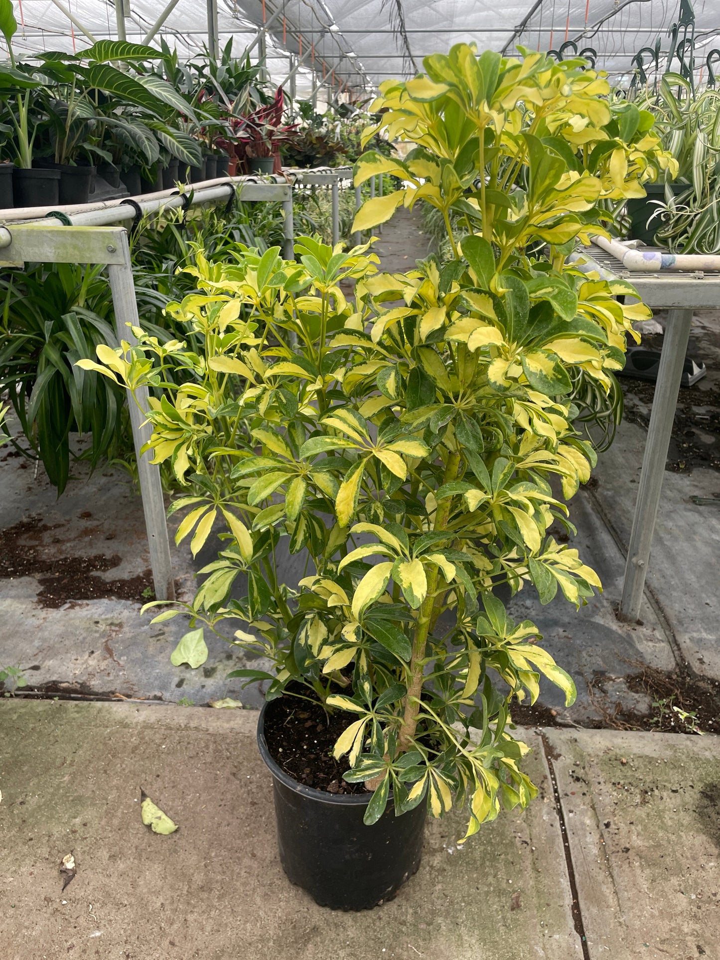 Schefflera Variegated potted plant