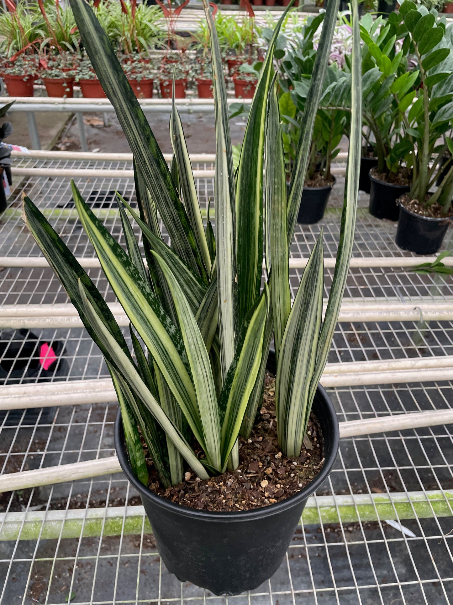 Snake 'Bantel's Sensation' potted plant