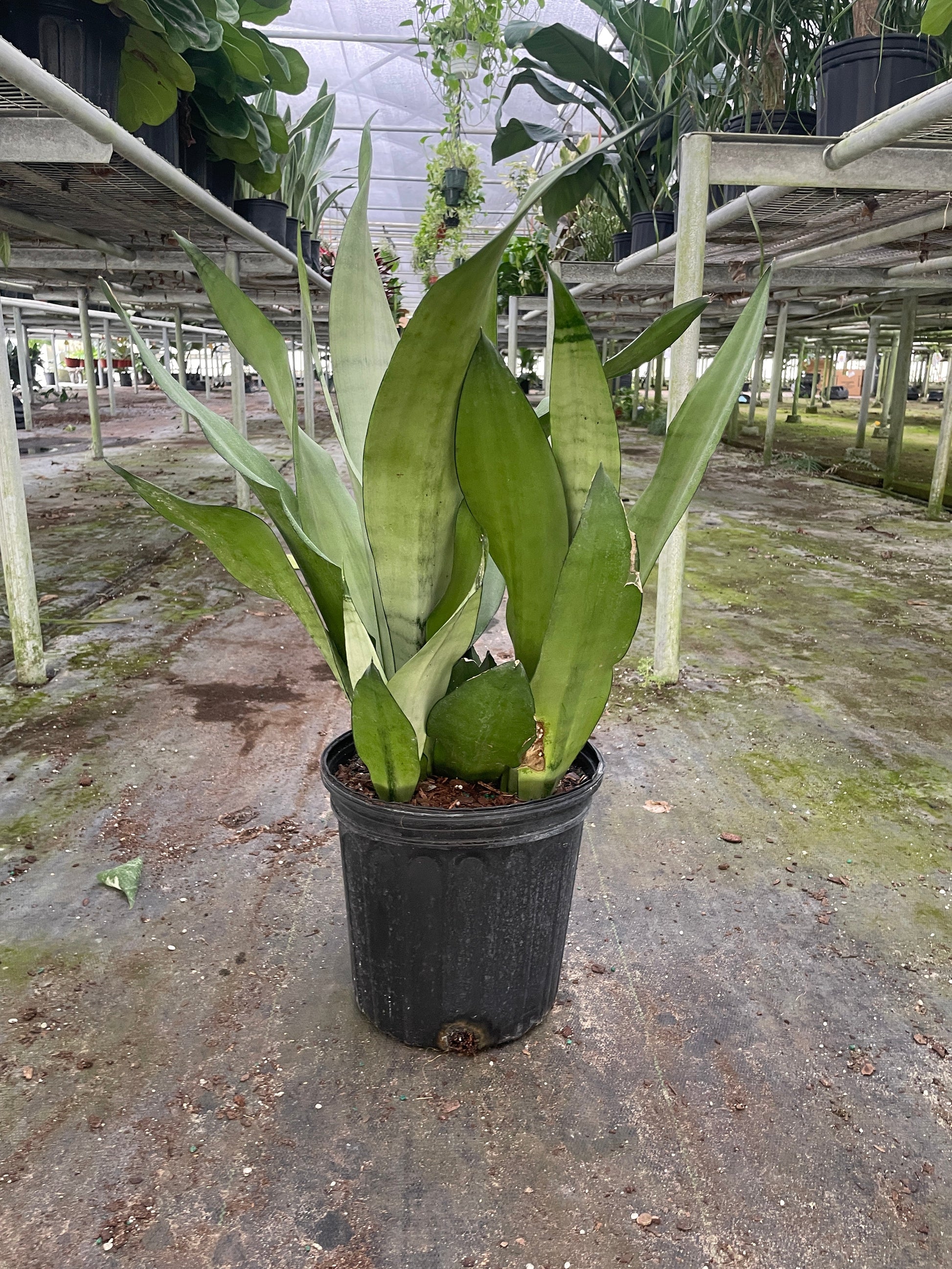 Snake Plant Moonshine potted plant