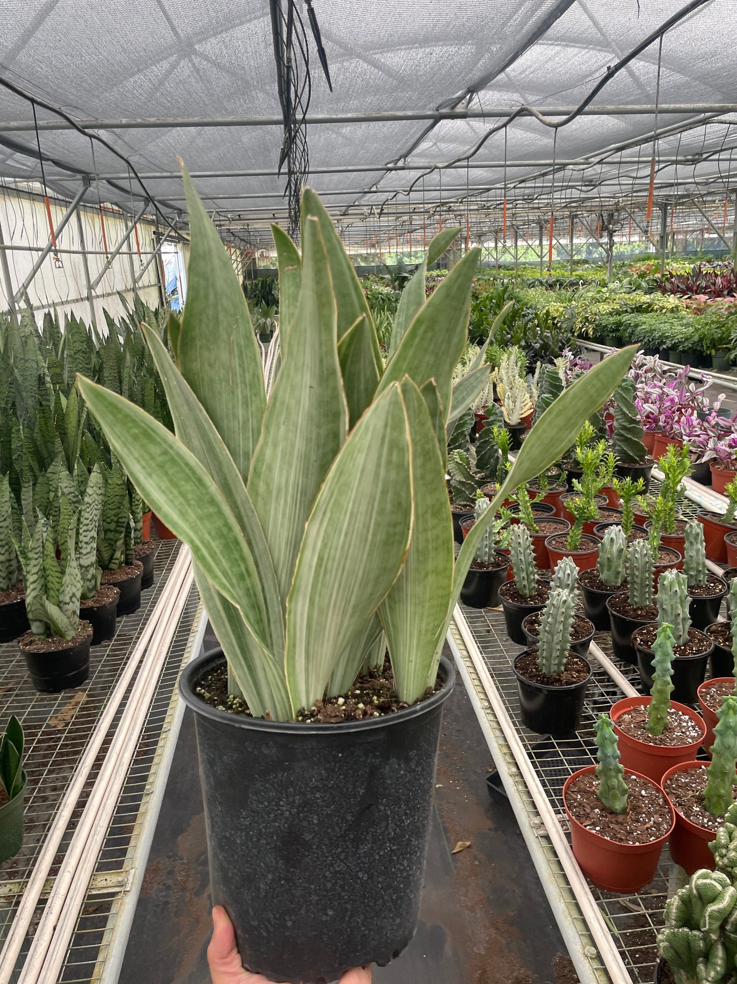 Snake Plant 'Sayuri' potted plant