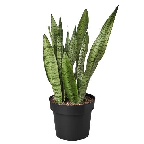 Snake Plant 'Zeylanica' potted plant