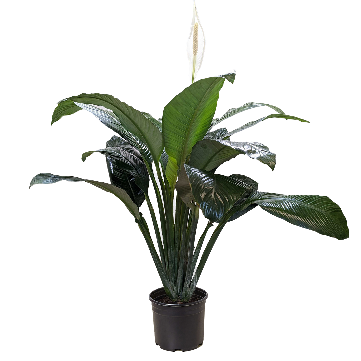Spathiphyllum 'Peace Lily' potted plant
