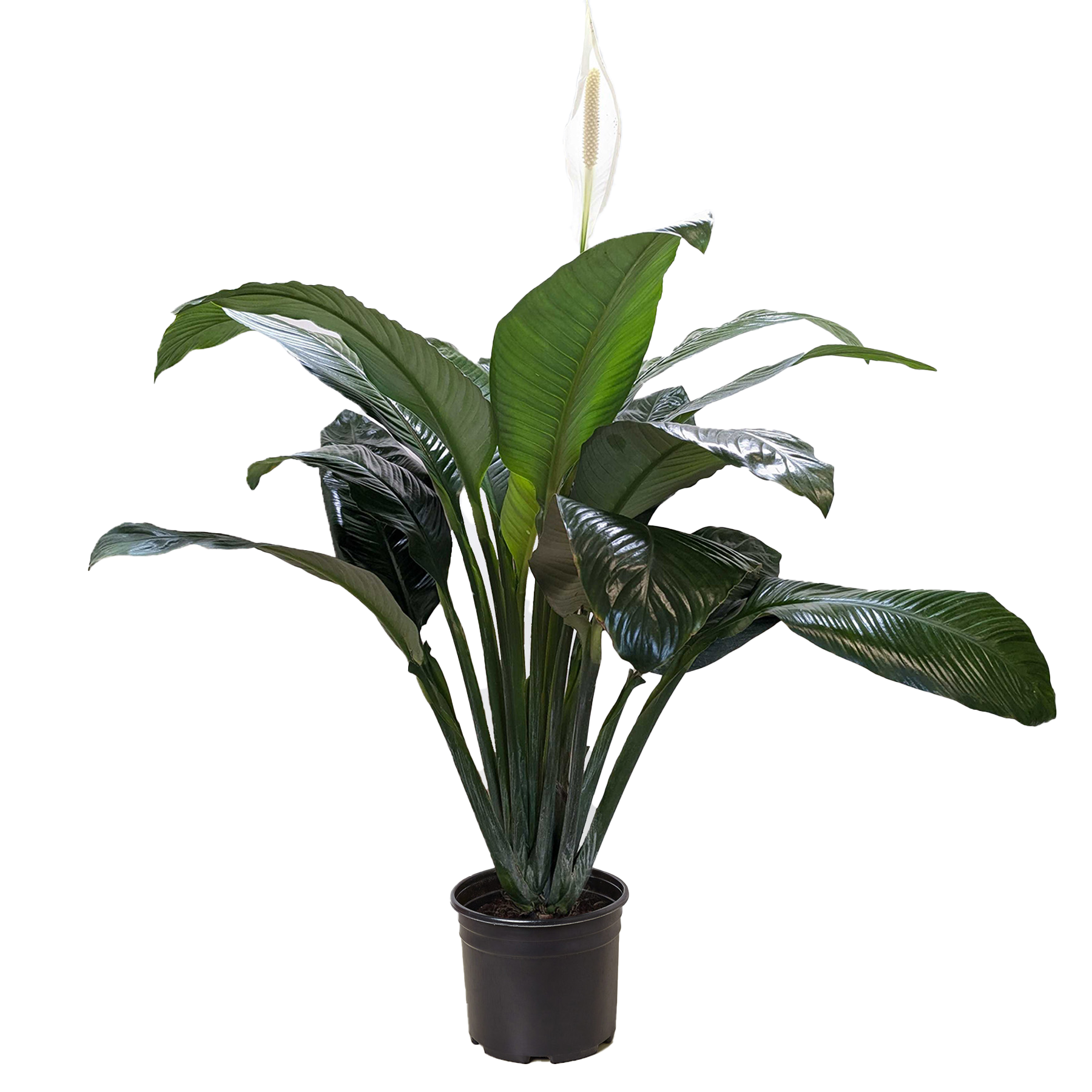 Spathiphyllum 'Peace Lily' potted plant