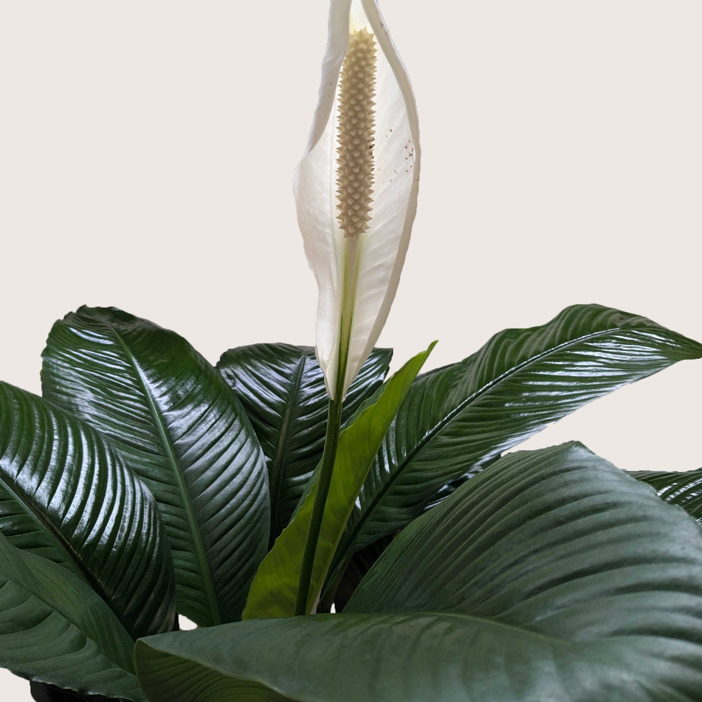 Spathiphyllum 'Peace Lily' potted plant