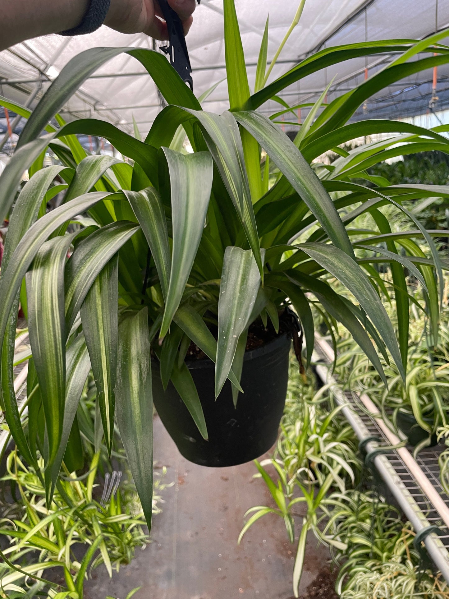 Spider Plant Hawaiian 4" potted plant