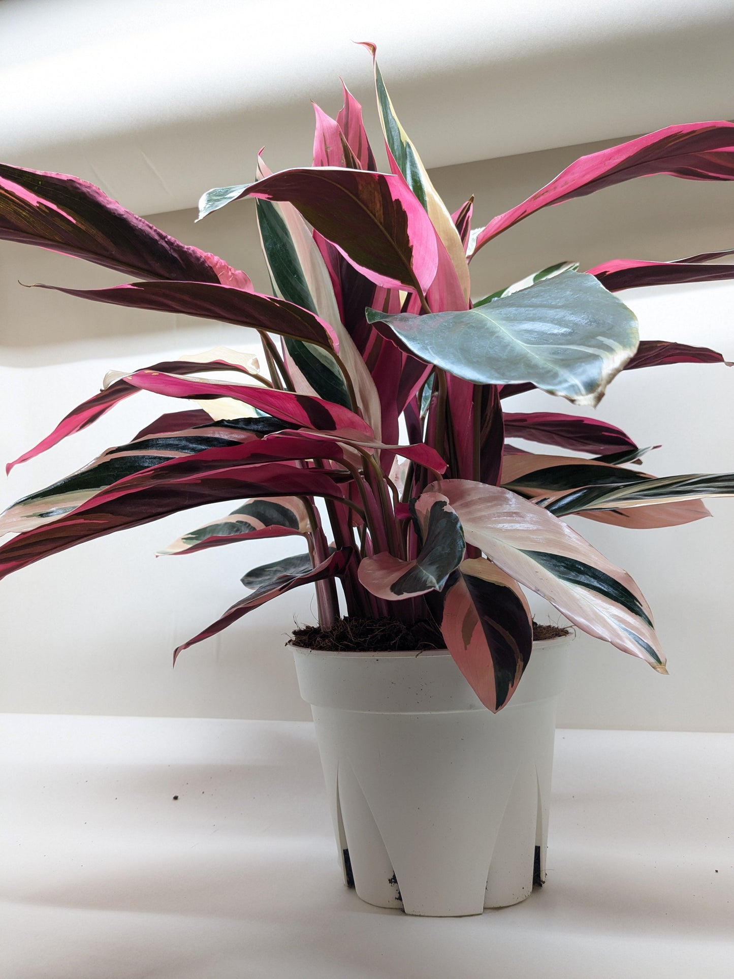Stromanthe Triostar 6" potted plant